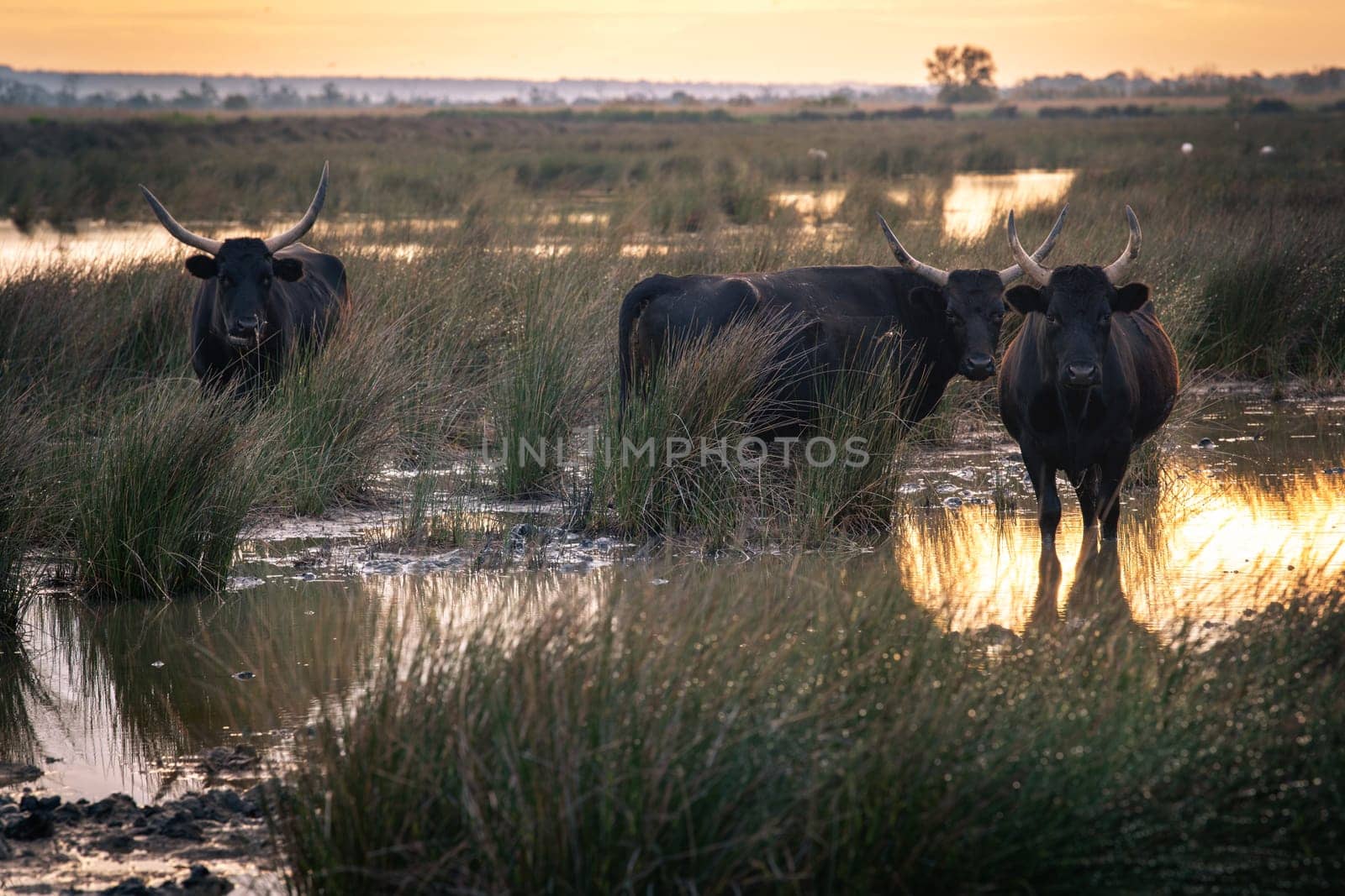 Group of bulls in the sun of Camargue, France