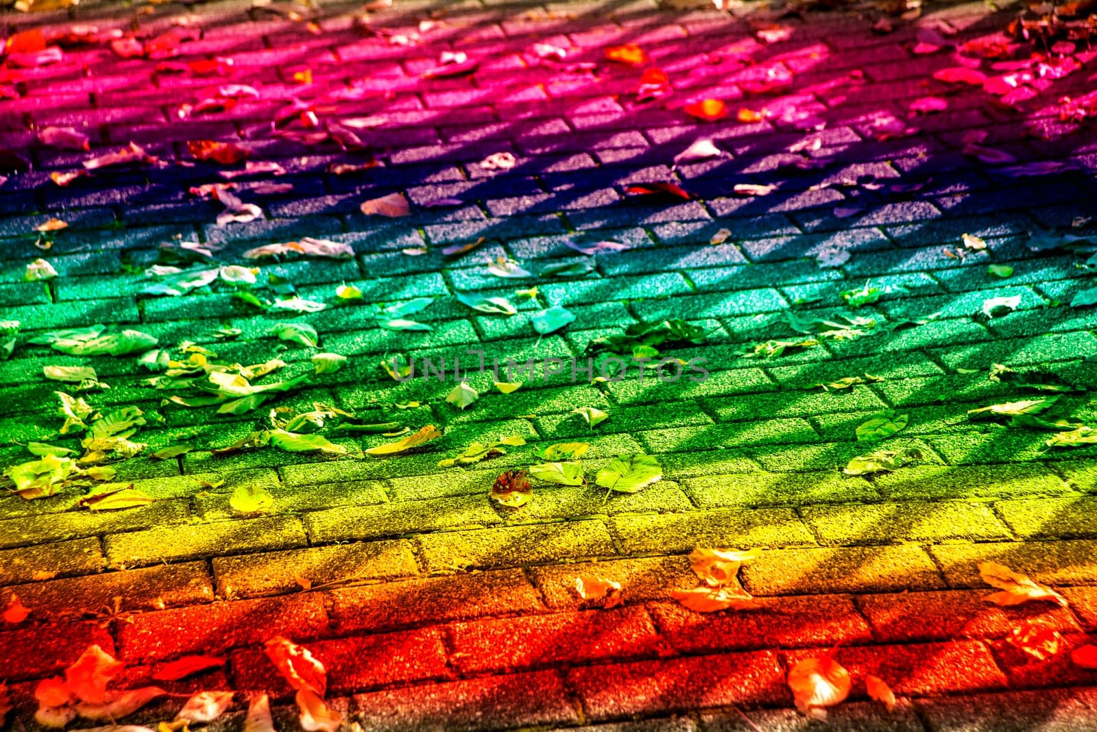 autumal painted leaves on a street in LGBTQ colors