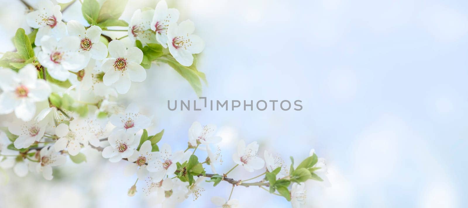 Spring flower blossom closeup with bokeh background. Springtime nature scene with cherry blossom tree in japanese garden and sunlight. Easter holiday seasonal scenery. Pure soft pastel backdrop design.