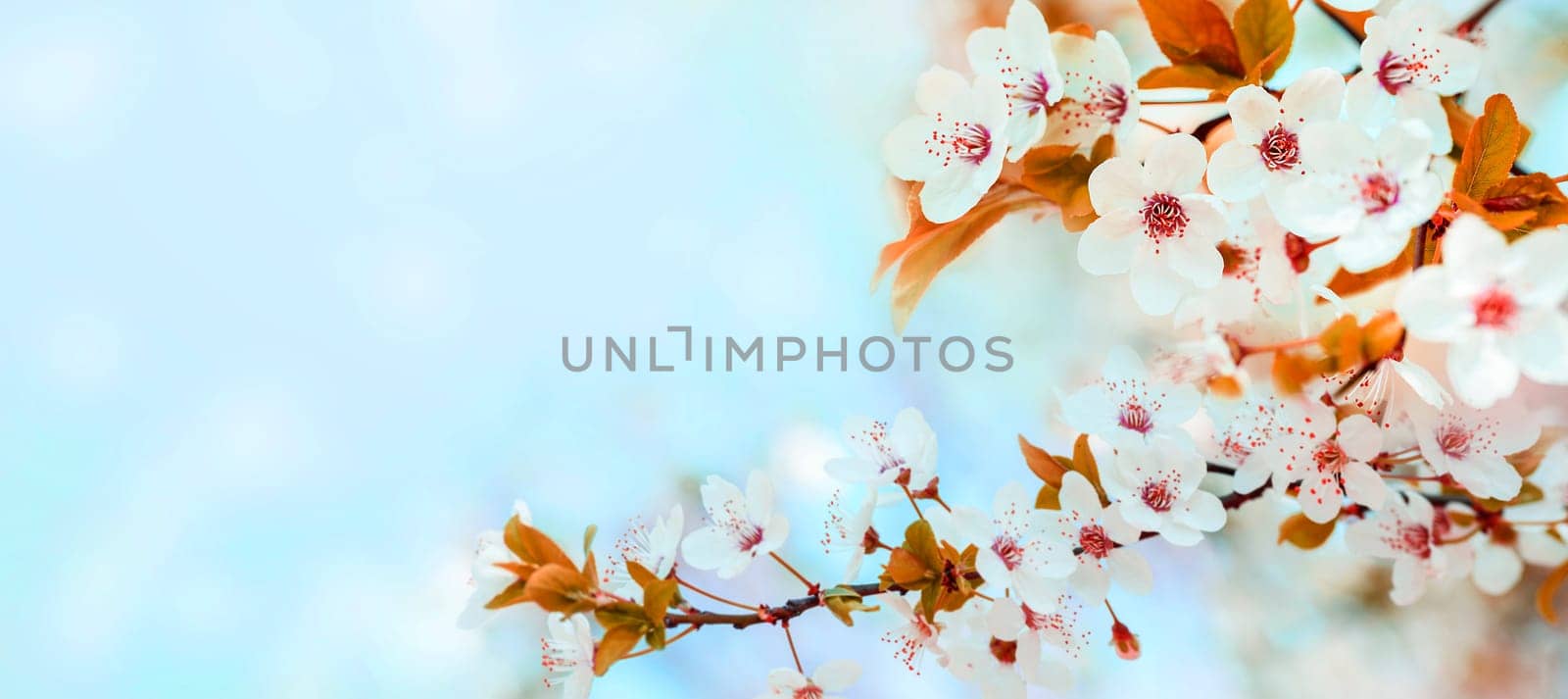 Spring flower blossom closeup with bokeh background. Springtime nature scene with cherry blossom tree in japanese garden and sunlight. Easter holiday seasonal scenery. Pure soft pastel backdrop design.