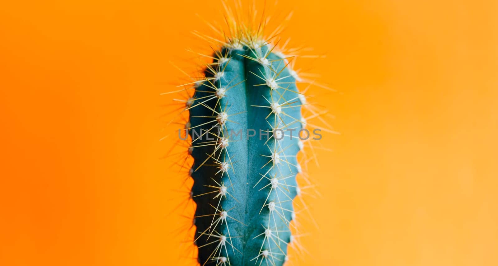 Green cactus closeup over bright orange pastel background. Colorful yellow summer trendy creative concept. Minimal contemporary pop art. Funky houseplant still life.