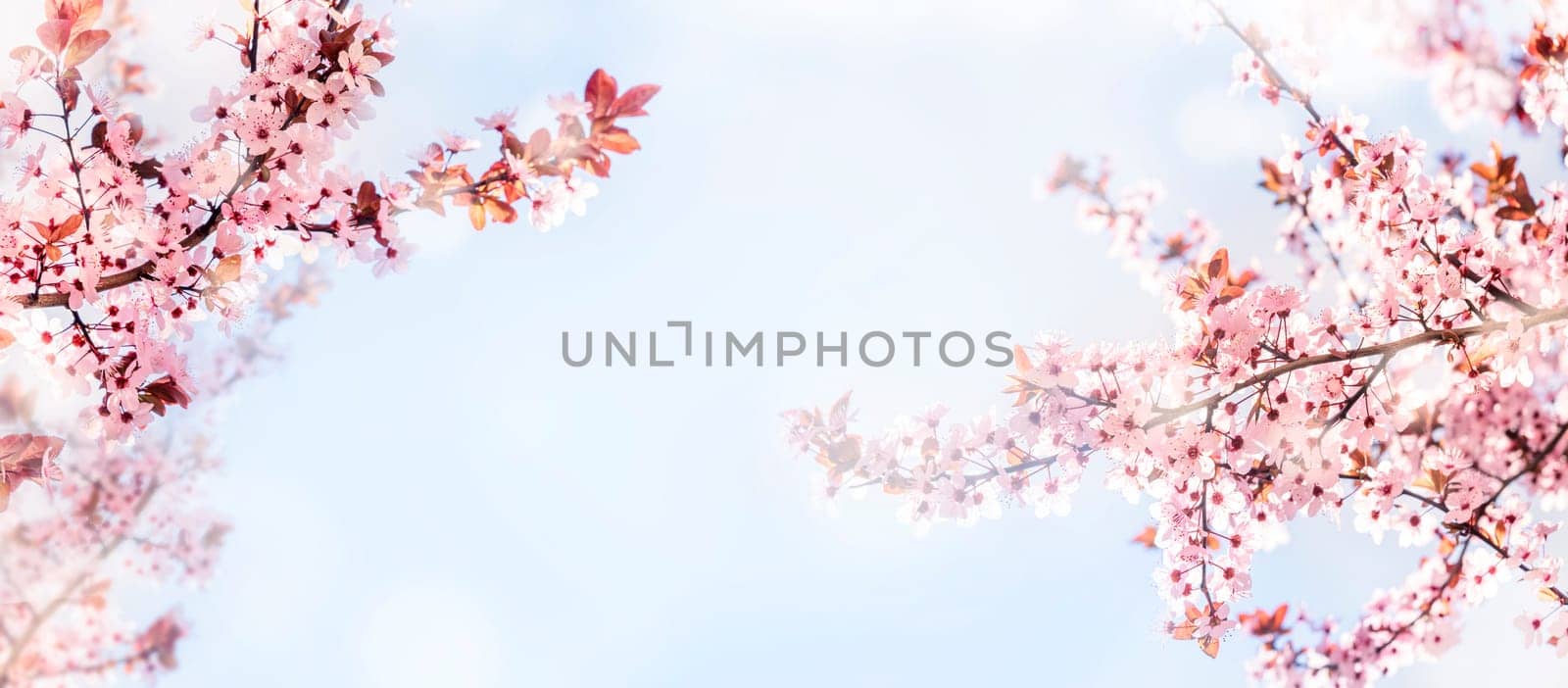 Spring flower blossom closeup with bokeh background. Springtime nature scene with cherry blossom tree in japanese garden and sunlight. Easter holiday seasonal scenery. Pure soft pastel backdrop design.