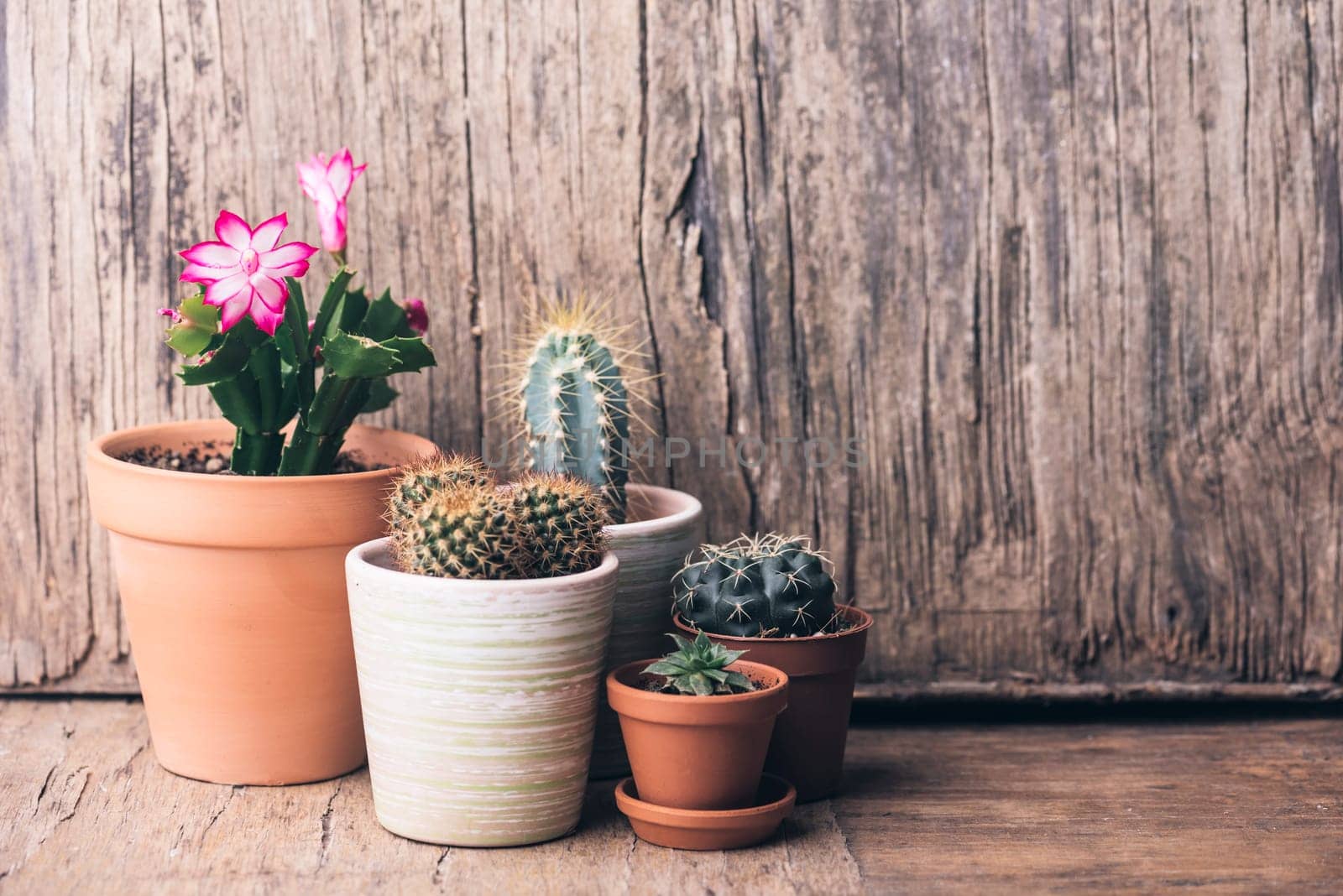Various cactus and succulent plant in clay pot on vintage wooden background. Houseplant growing hobby and spring gardening at home. Flower care.