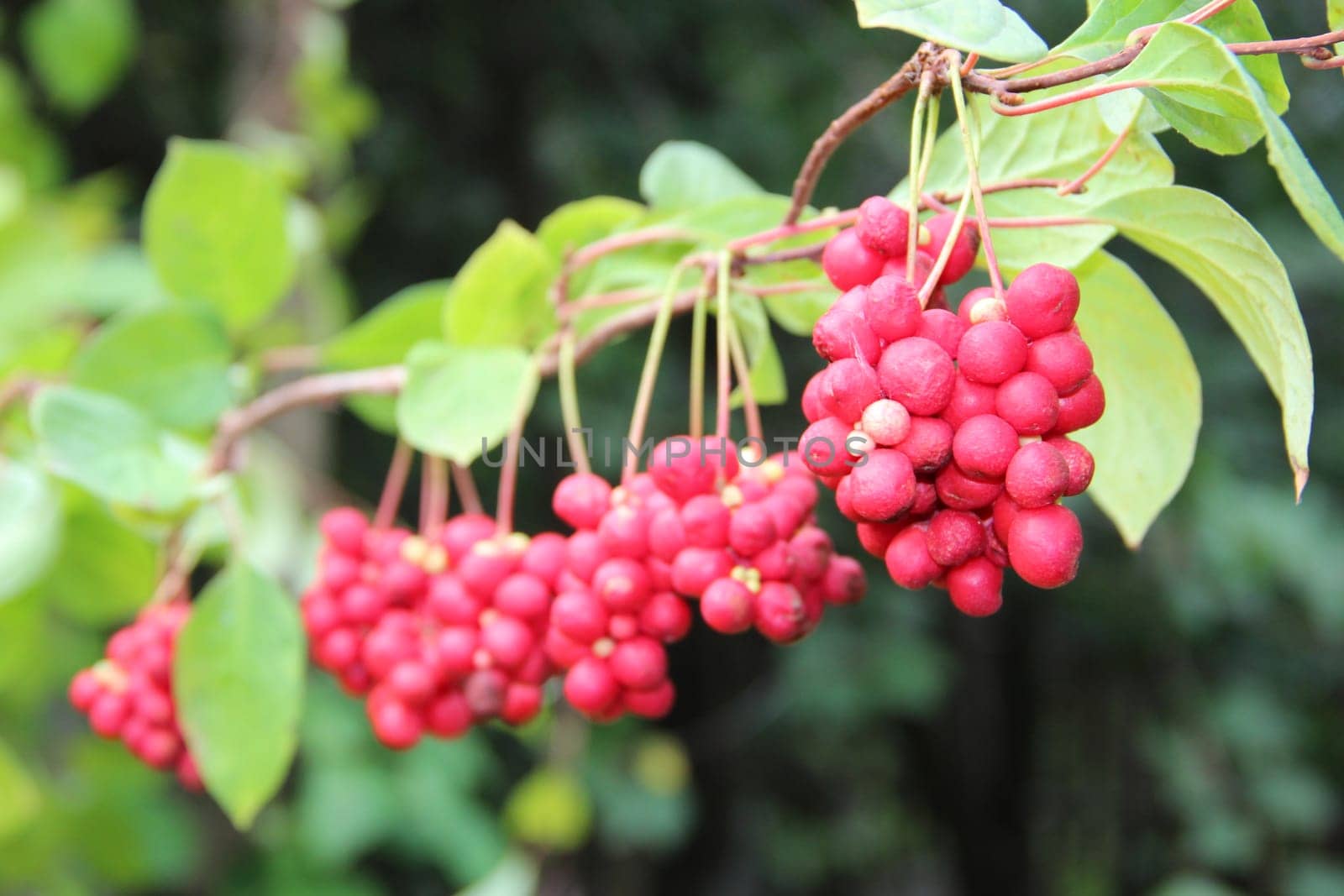 Red fruits of schisandra growing on branch in row. Clusters of ripe schizandra. Crop of useful plant. Red schizandra hang in row on green branch. Schizandra chinensis plant with fruits on branch