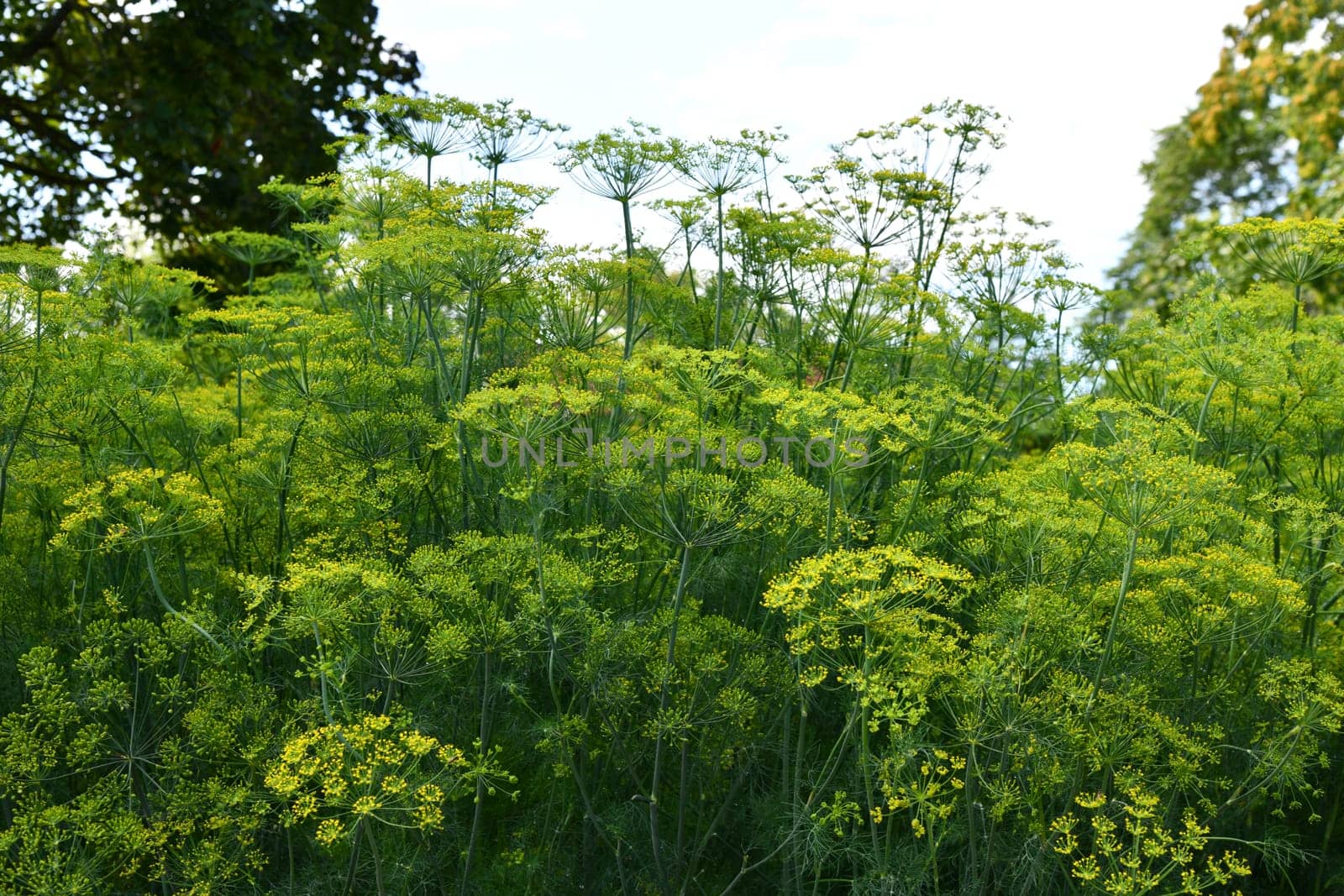 Dill is a versatile culinary herb