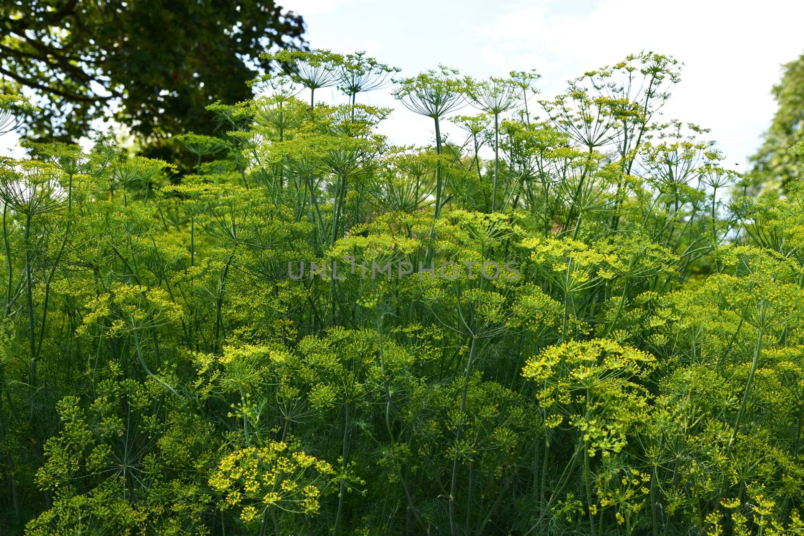 Dill is a versatile culinary herb