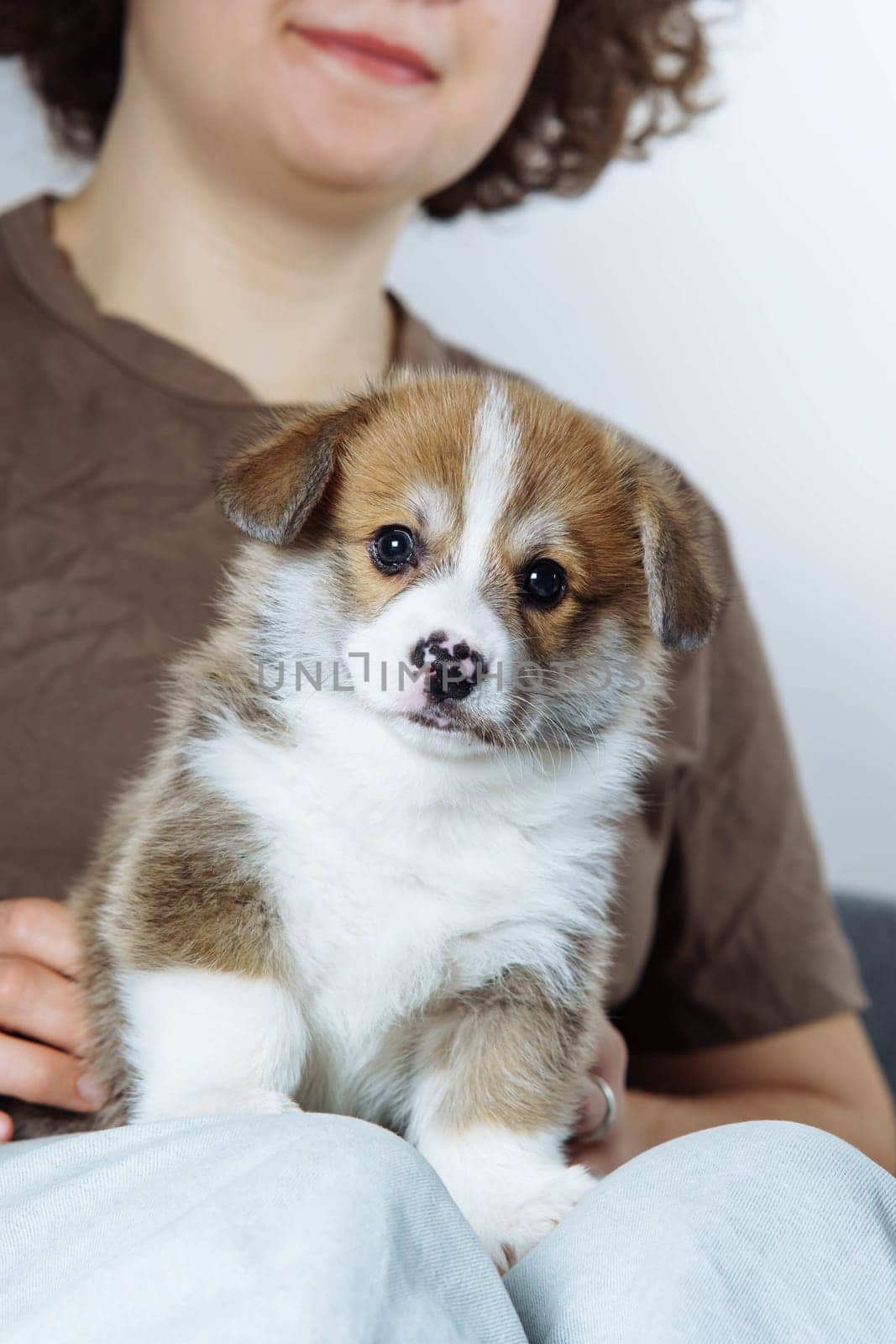 Portrait of beautiful brown white puppy of dog welsh pembroke corgi looking at camera, standing on legs of unrecognizable woman with curly hair wearing brown T-shirt, jeans. Pet love, care. Vertical.