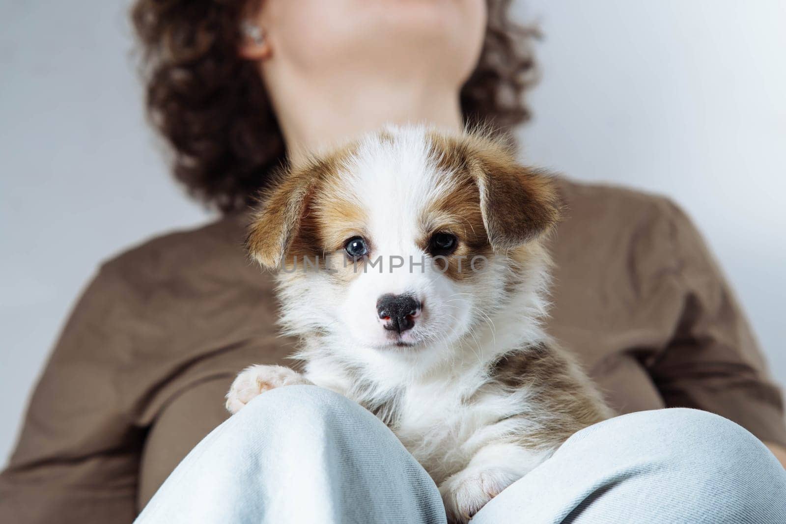 Portrait of amusing little brown white puppy of dog welsh pembroke corgi sitting on legs of unrecognizable woman wearing jeans, brown T-shirt on grey background. Pet love, pet care, domestic animal.