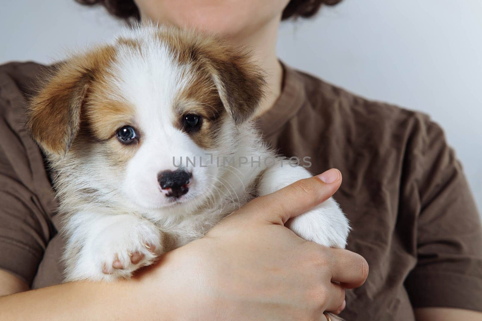 Cropped photo of woman holding adorable little brown white puppy of dog welsh pembroke corgi on hands on grey background. Pet love, pet care, domestic animal, dog breeding, companionship, friendship.