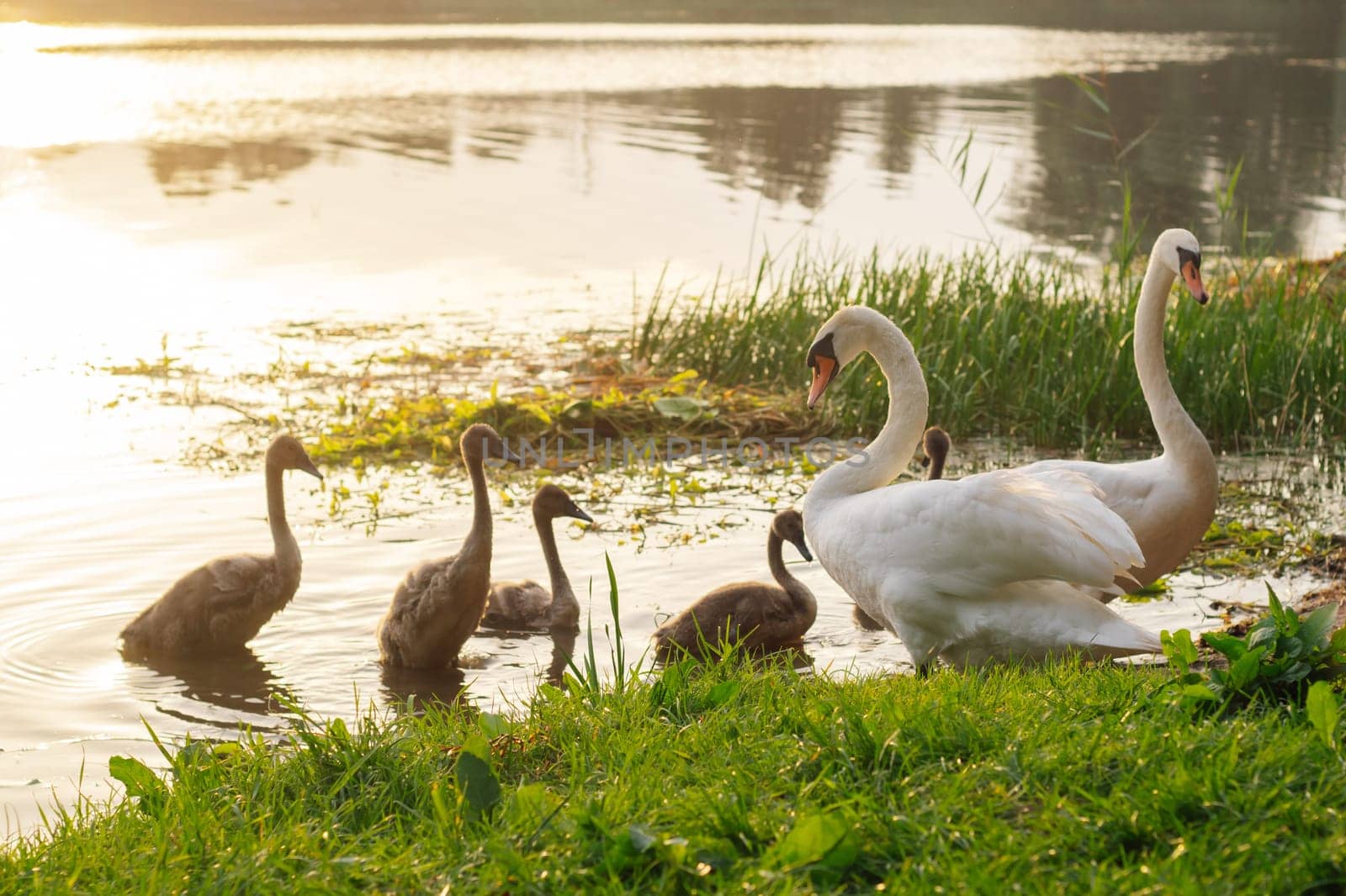 Picture of delightful swan family of two adult white birds with long necks and bunch of small babies with brown feathers, standing on greenery shore near lake that reflecting bright sunset in water.