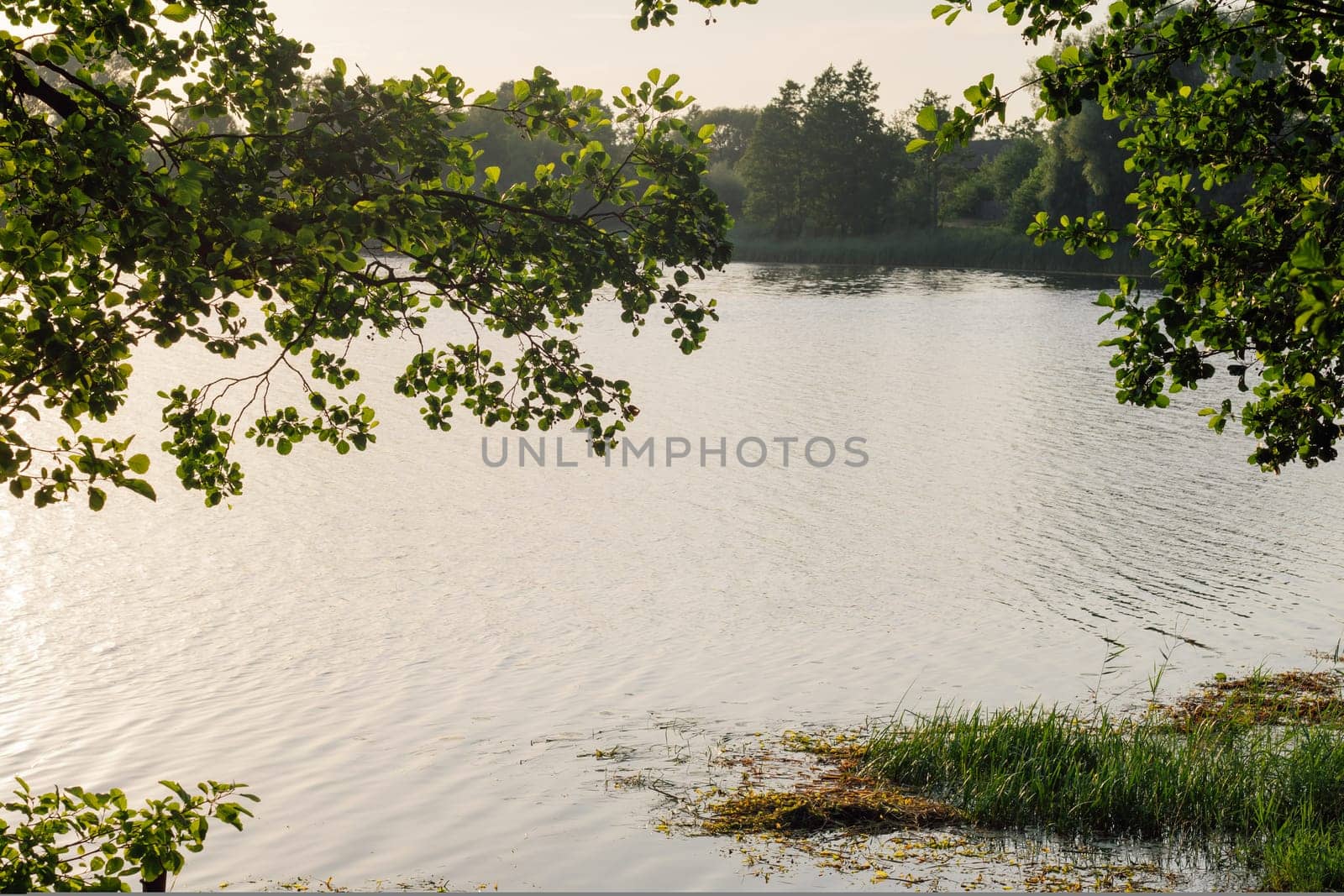 Amazing picture capturing magical untouched nature in non-urban scene, calm lake and green foliage, illuminated by sunshine. Idyllic place for relaxation and mesmerizing flora view on summer day.