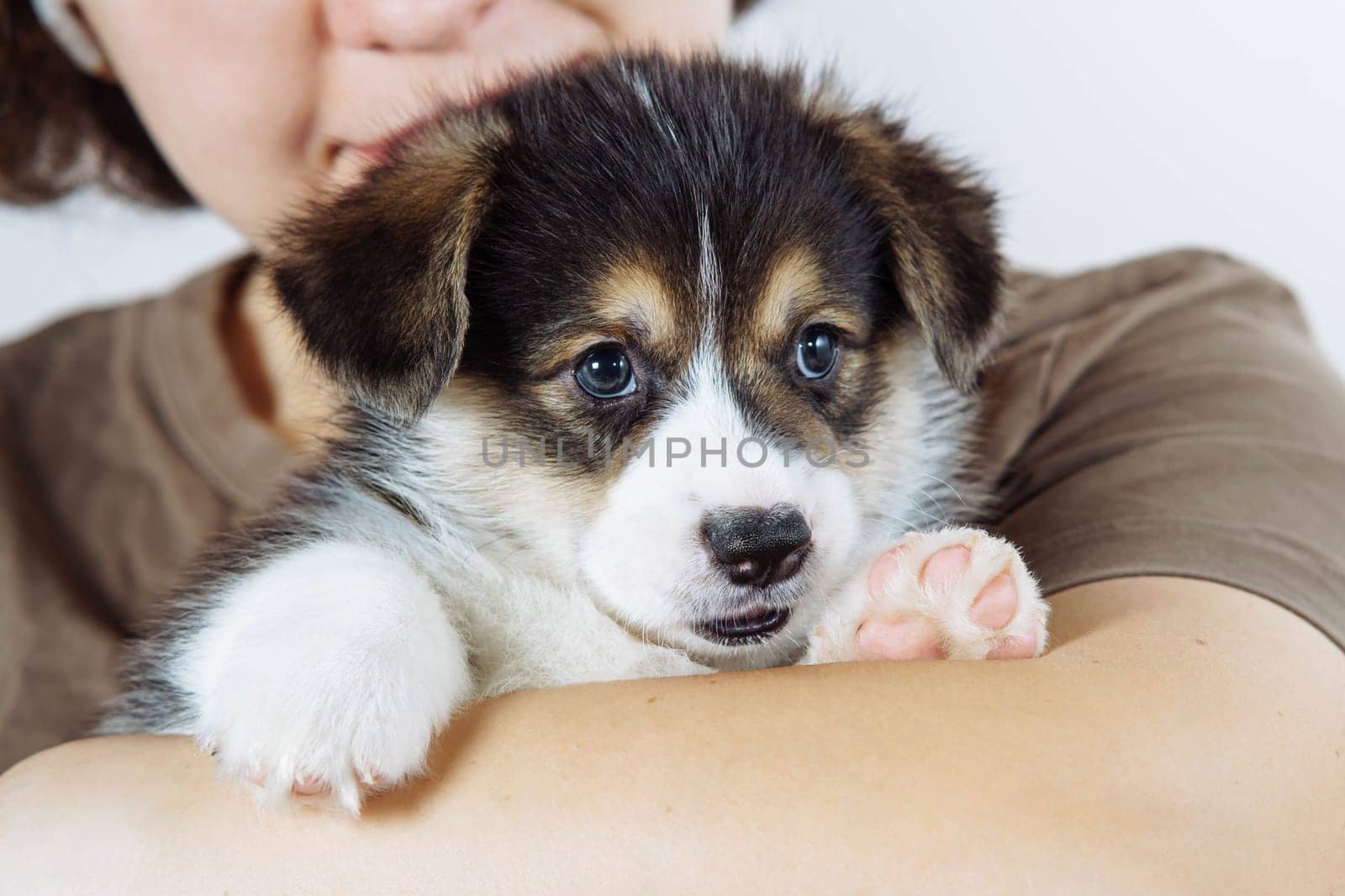 Cropped photo of woman owner holding beautiful little brown white puppy of dog welsh pembroke corgi on white background. Pet love, pet care, domestic animal, dog breeding, companionship, friendship.