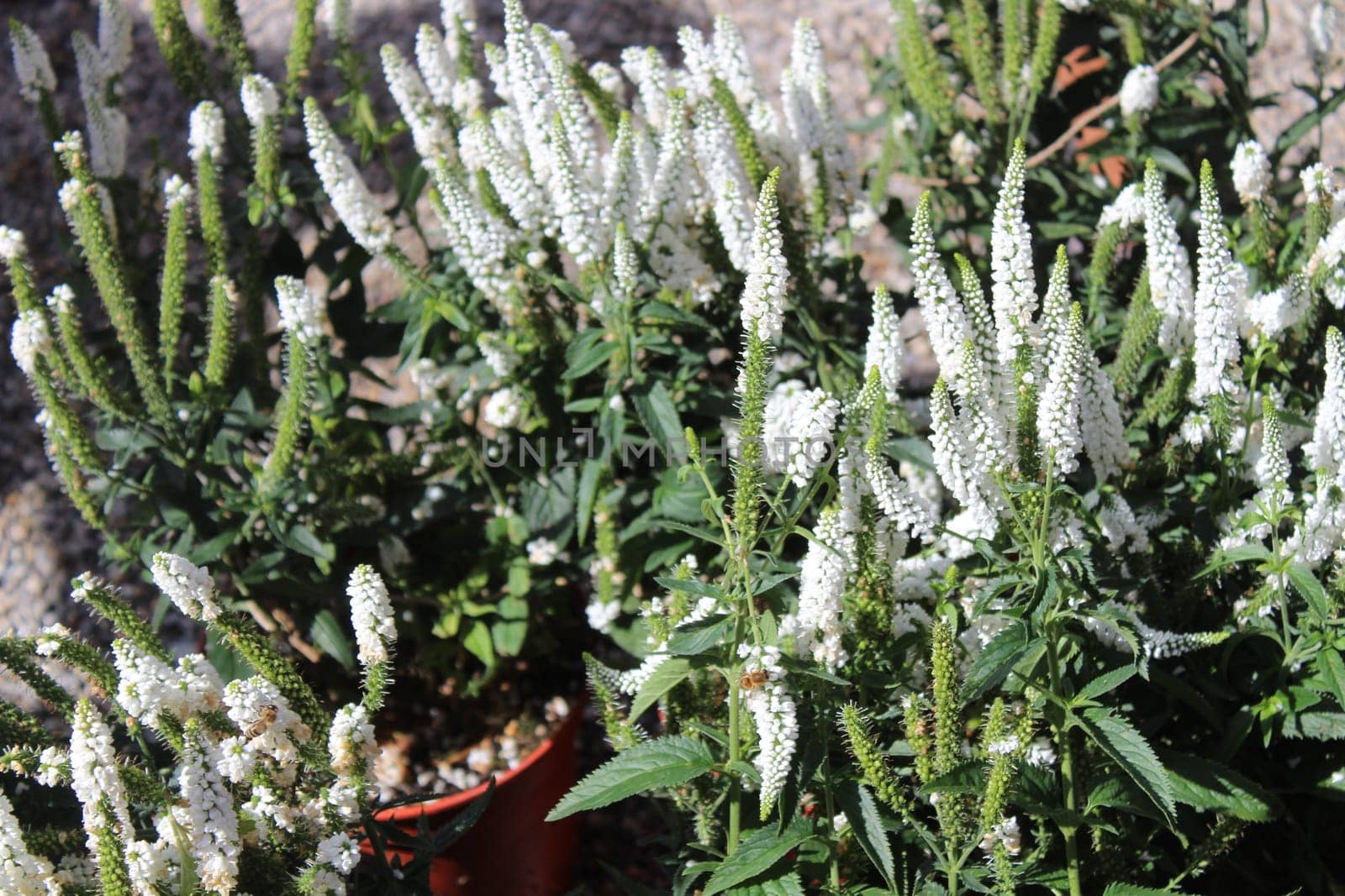 blossoming veronica in the garden