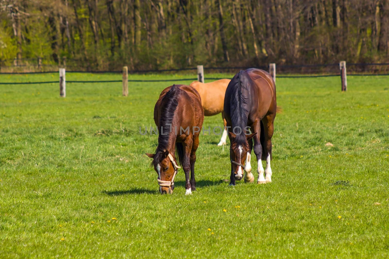 Horses on a spring pasture in Germany
