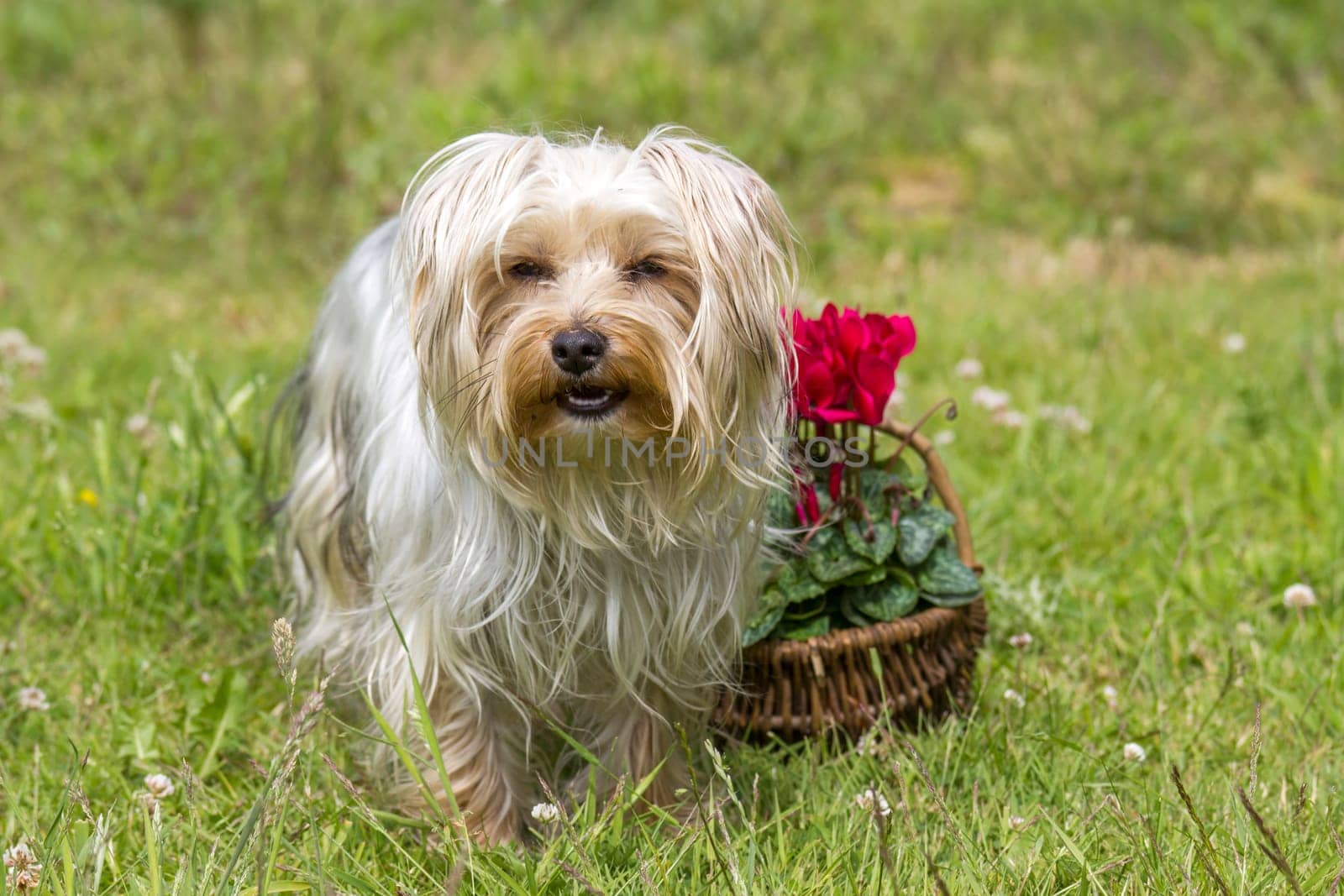 yorkshire terrier and cyclamen persicum in a basket