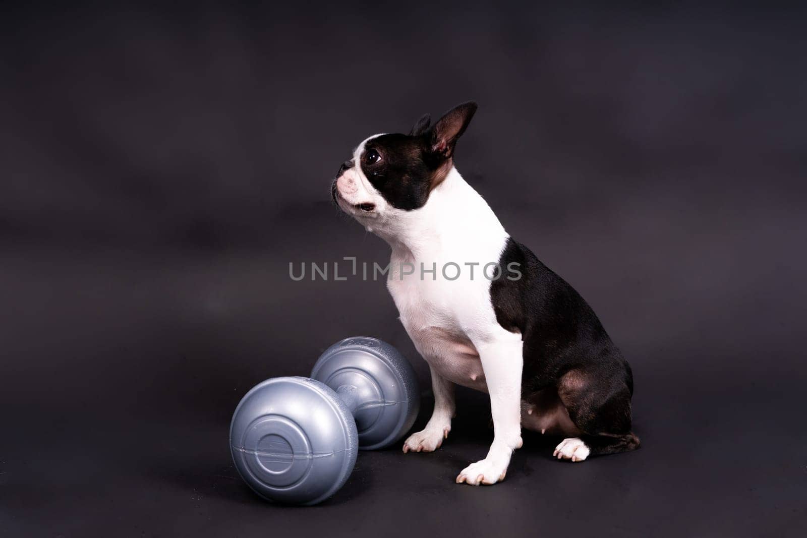 Smart puppy dog, boston terrier with a sports equipment. Sport, fitness, bodybuilding concept.