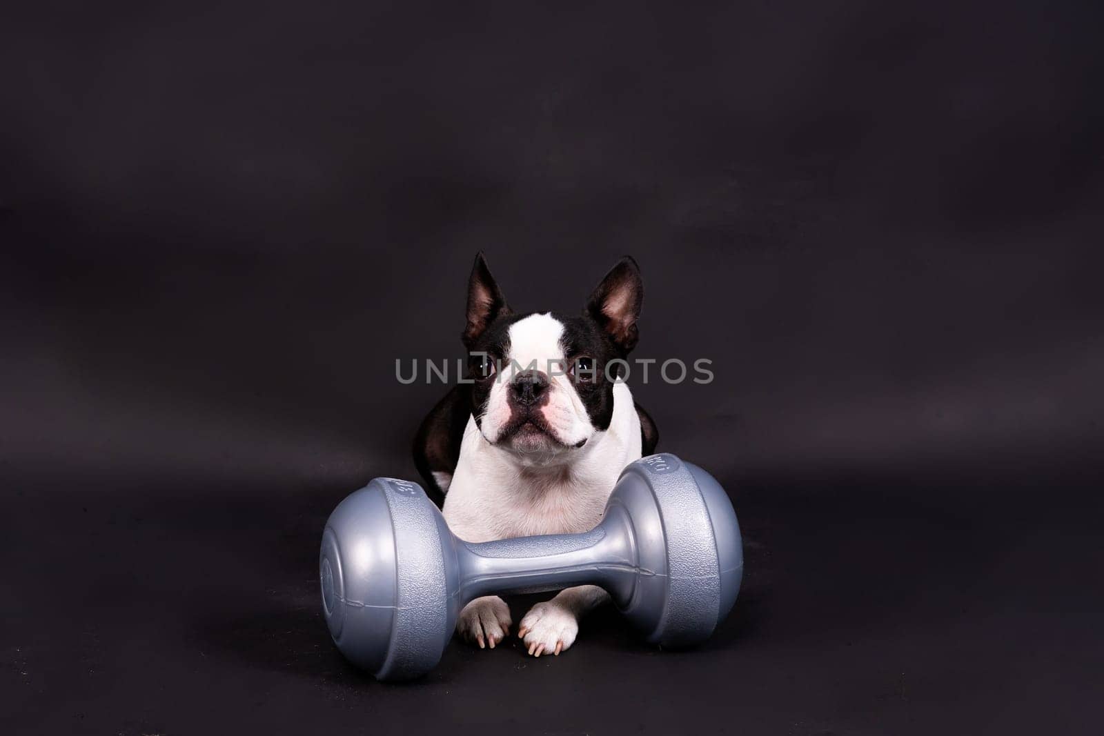 Smart puppy dog, boston terrier with a sports equipment. Sport, fitness, bodybuilding concept.