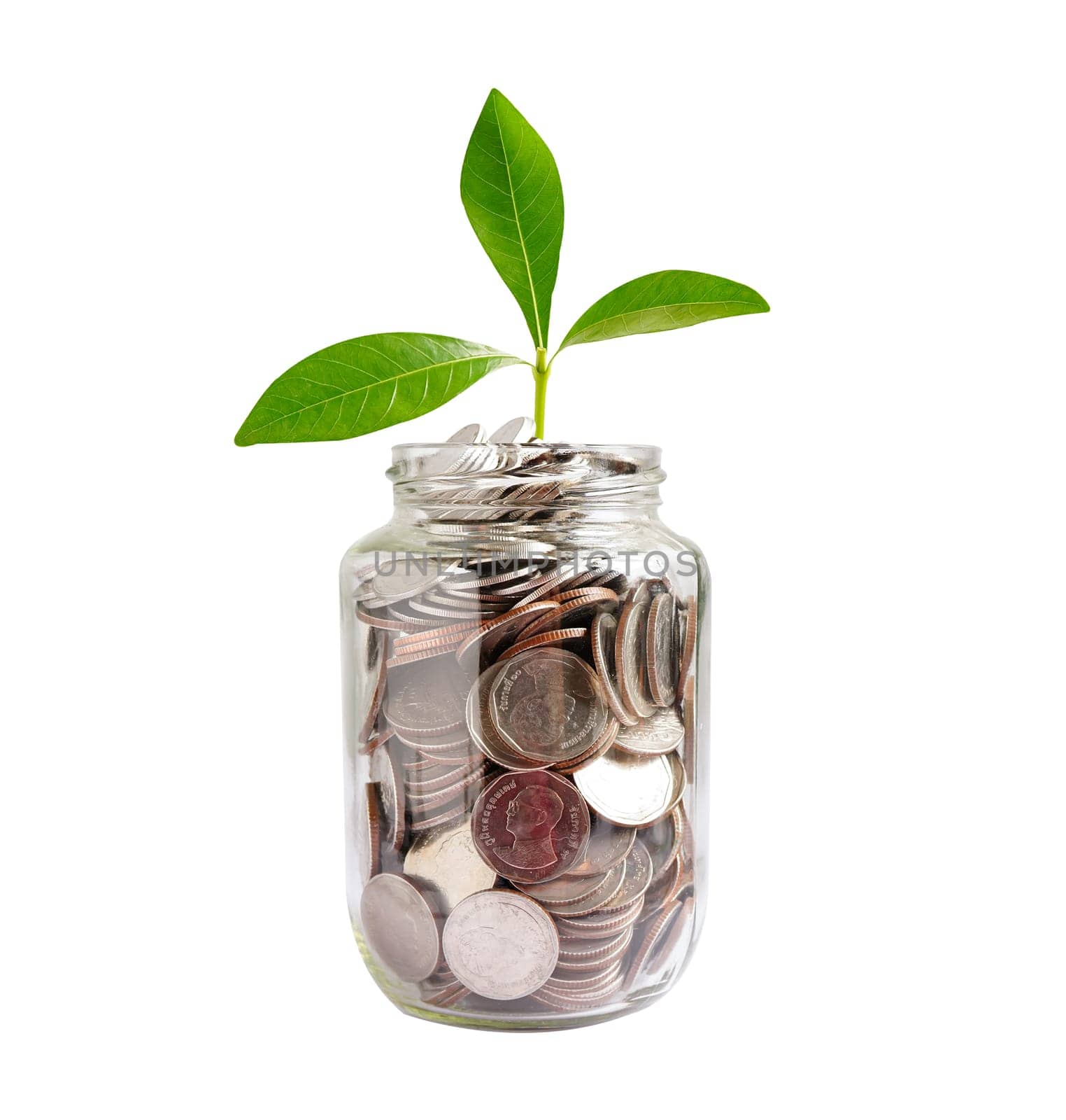Green leaf plant on save money coins, Business finance saving banking investment concept.