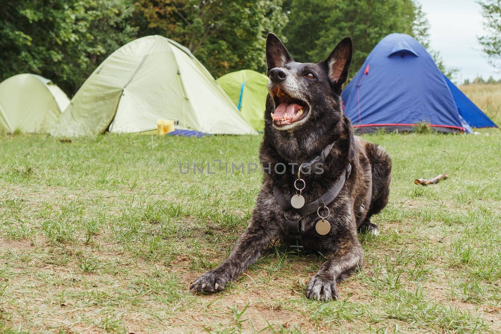 Portrait of delightful black, brown haired German Shepherd in pet harness lying on green grass in front of camping tents of different colours, looking ahead with open mouth and doggy smile..