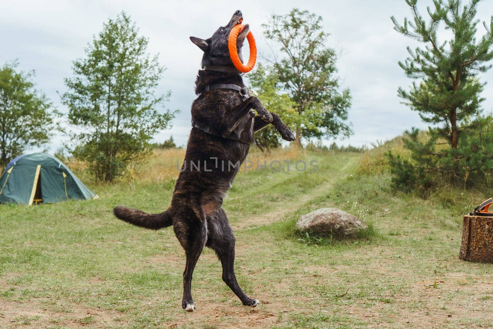 Amazing black and brown colored German Shepherd canine, wearing pet harness, stood up on hind legs and caught orange circle toy with teeth, playing with puller in nature in front of camping tent.