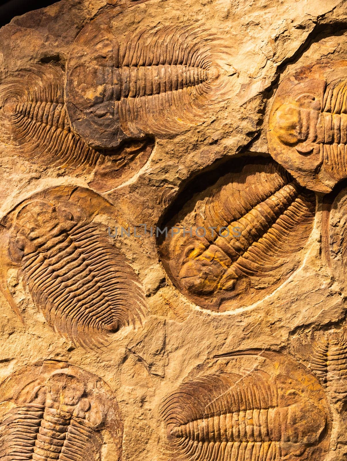 Fossil of Trilobite - Acadoparadoxides briareus - ancient fossilized arthropod on rock - paleontology background