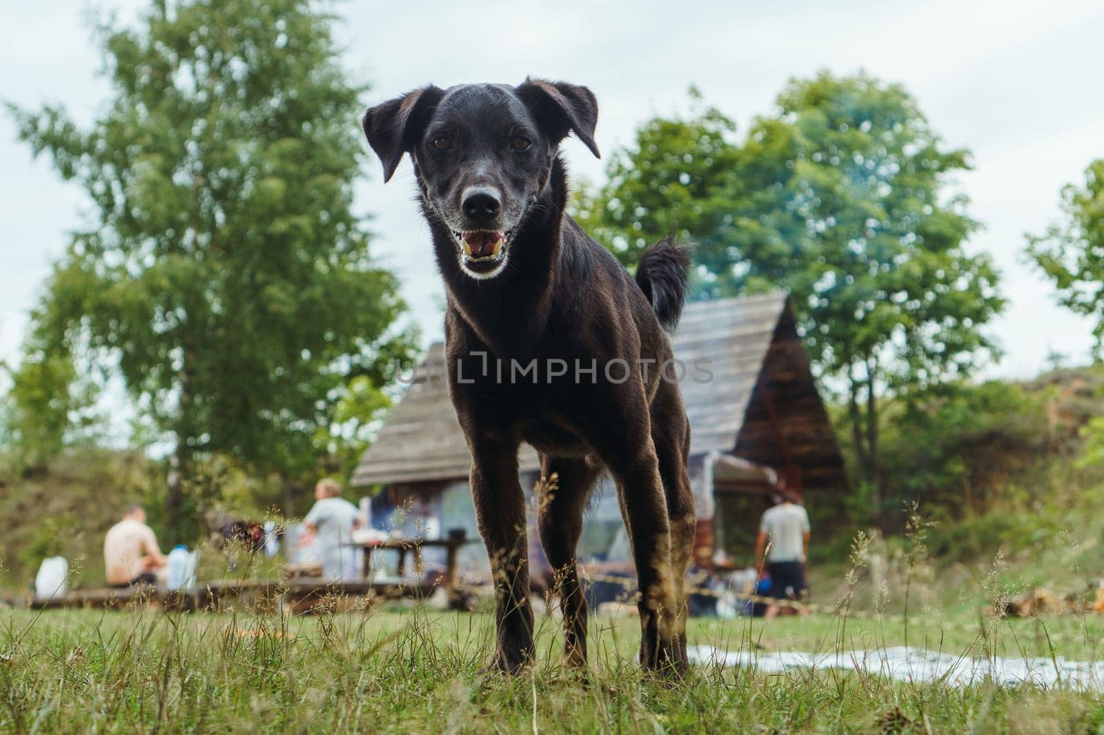 Portrait of funny Labrador Retriever baby with chocolate fur proudly standing in front of village house and looking ahead with calm eyes. Delightful puppy spending leisure in nature on summer day.
