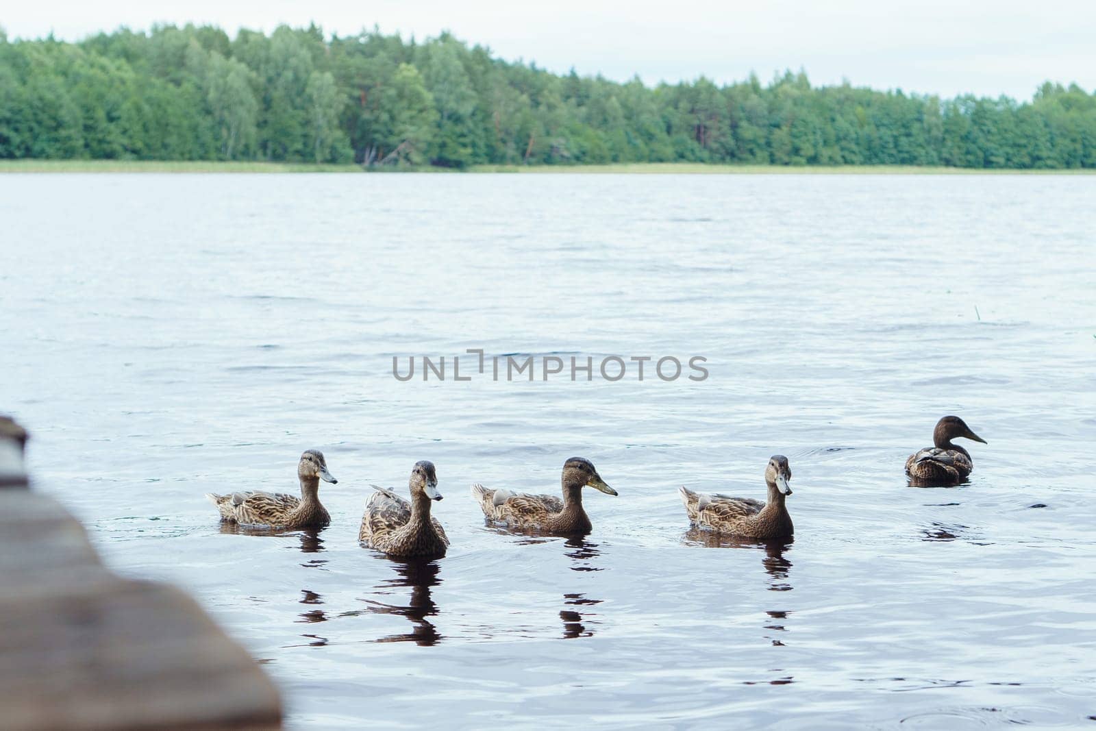 Ducks with brown and black feathers gracefully gliding across calm lake near land and bridge on warm day. Smooth movements and seemingly effortless of birds creating tranquil scene in non-urban area.