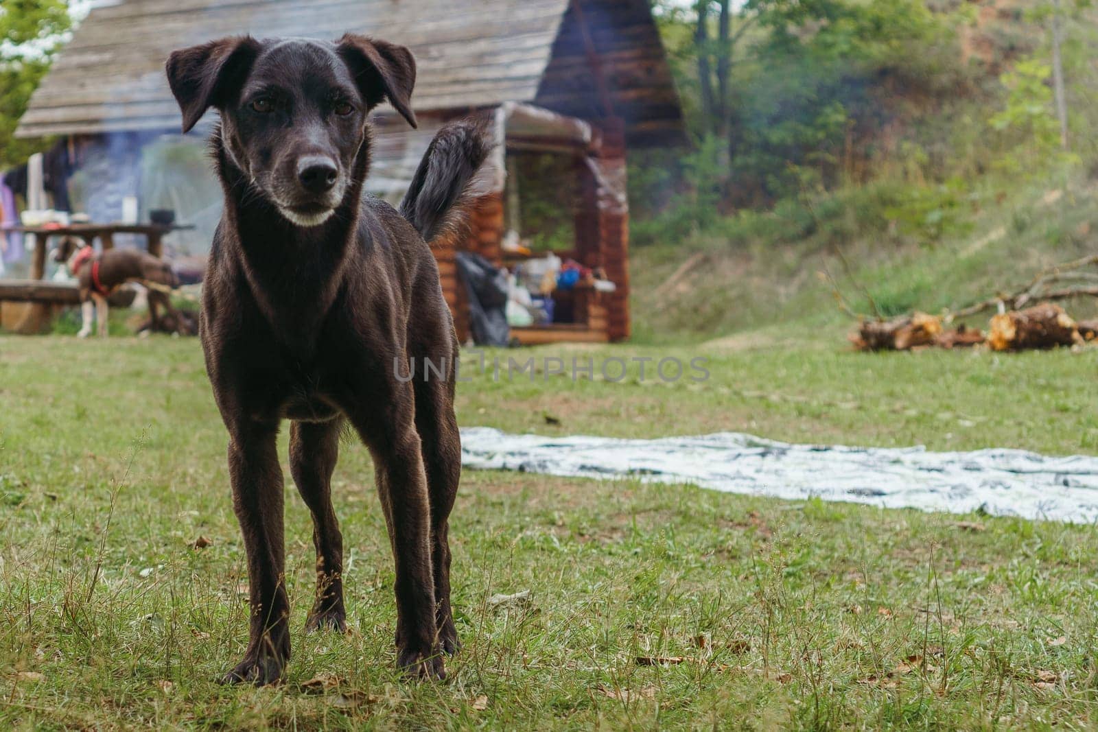 Portrait of funny Labrador Retriever baby with chocolate fur proudly standing in front of village house and looking ahead with calm eyes. Delightful puppy spending leisure in nature on summer day.