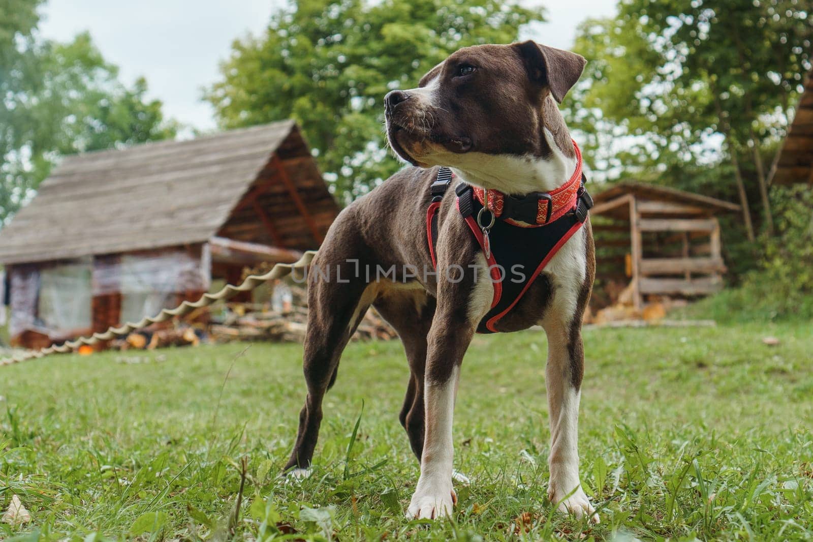 Portrait of fantastic American Staffordshire Terrier with brown and white fur, wearing pet harness, standing against countryside building and looking away. Strong dog walking on yard in nature.