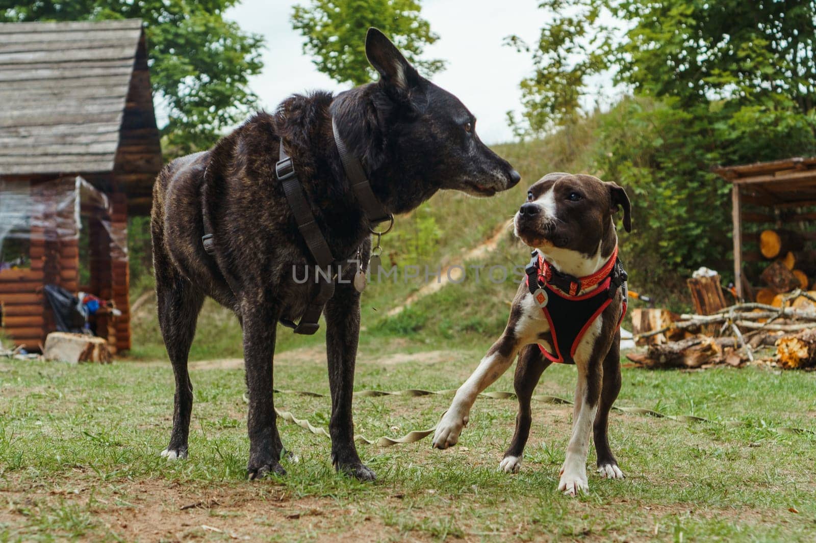 Two dogs of diverse breed, in pet harness, standing on yard and looking at each other. American Staffordshire Terrier with brown and white fur staring at black German Shepherd with fearful eyes.