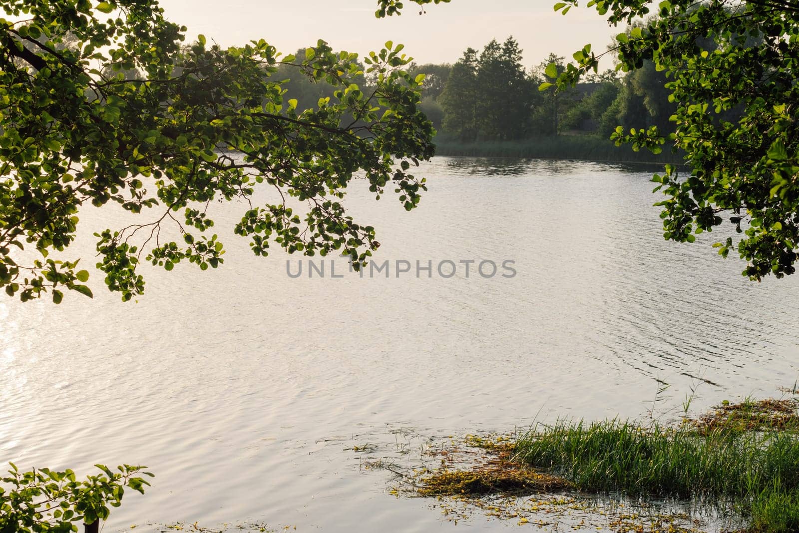 Amazing picture capturing magical untouched nature in non-urban scene, calm lake and green foliage, illuminated by sunshine. Idyllic place for relaxation and mesmerizing flora view on summer day.