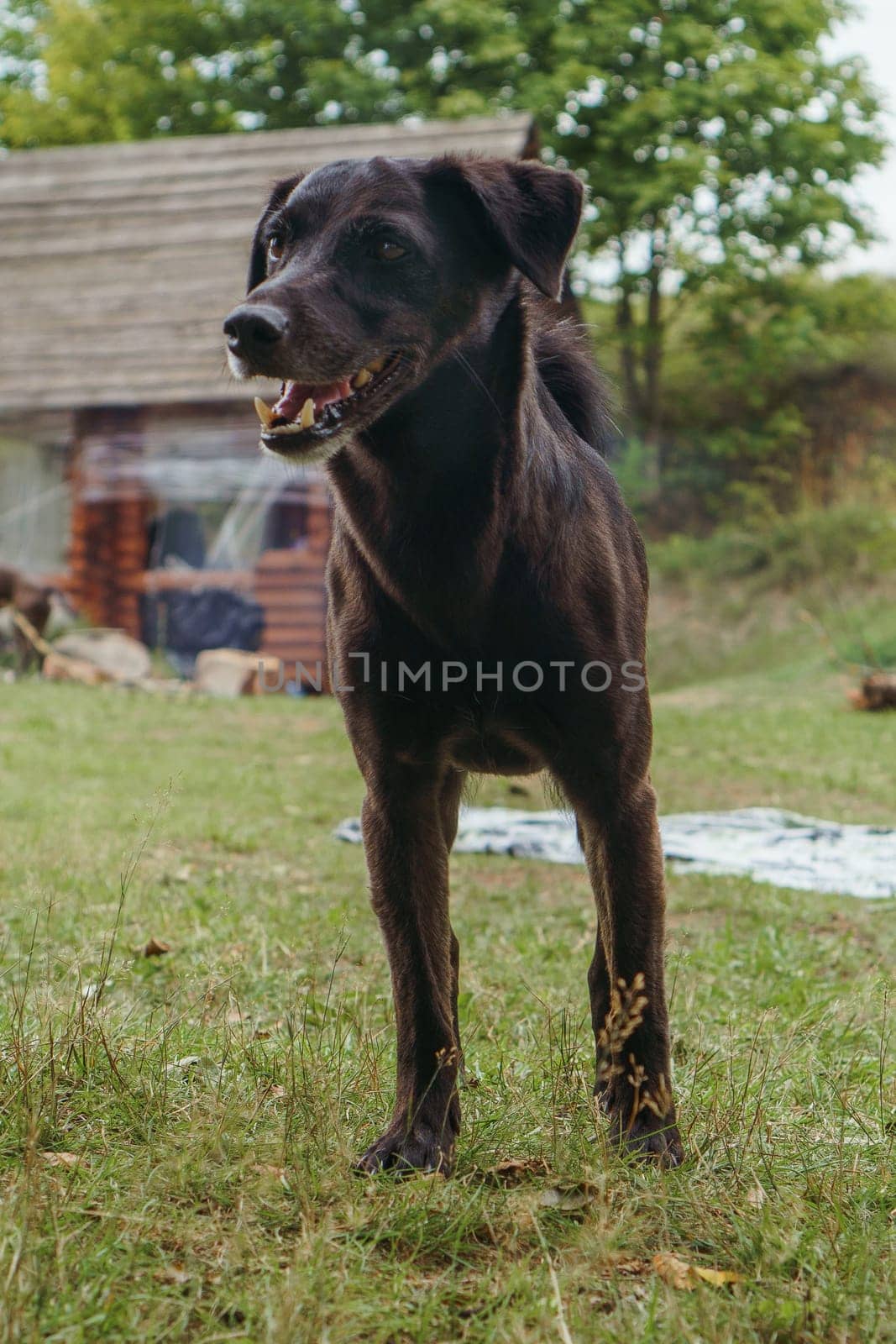 Portrait of adorable chocolate colored Labrador Retriever puppy standing on countryside yard in front of house and looking away with open mouth, doggy smile and eyes full of curiosity. Vertical.