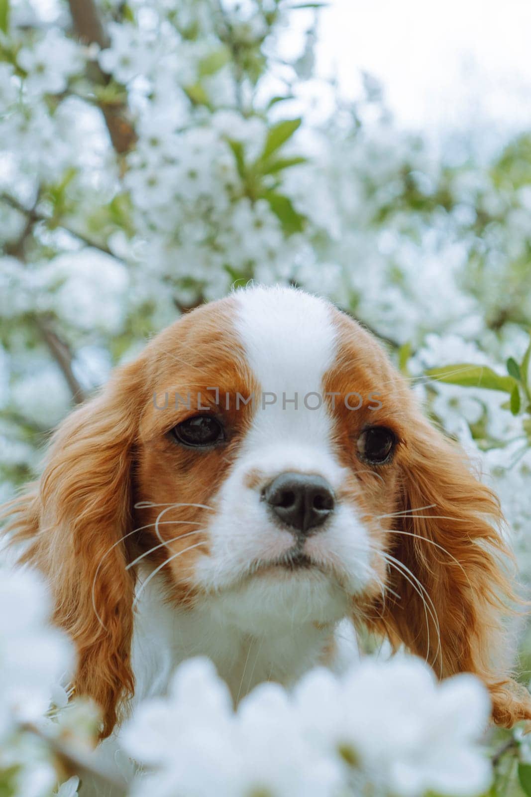 Charming puppy cavalier king Charles spaniel surrounded by blooming spring tree. Color Blenheim. Dogs and nature. Raising and caring for puppies. Feeding dogs. Friendship and mutual understanding.