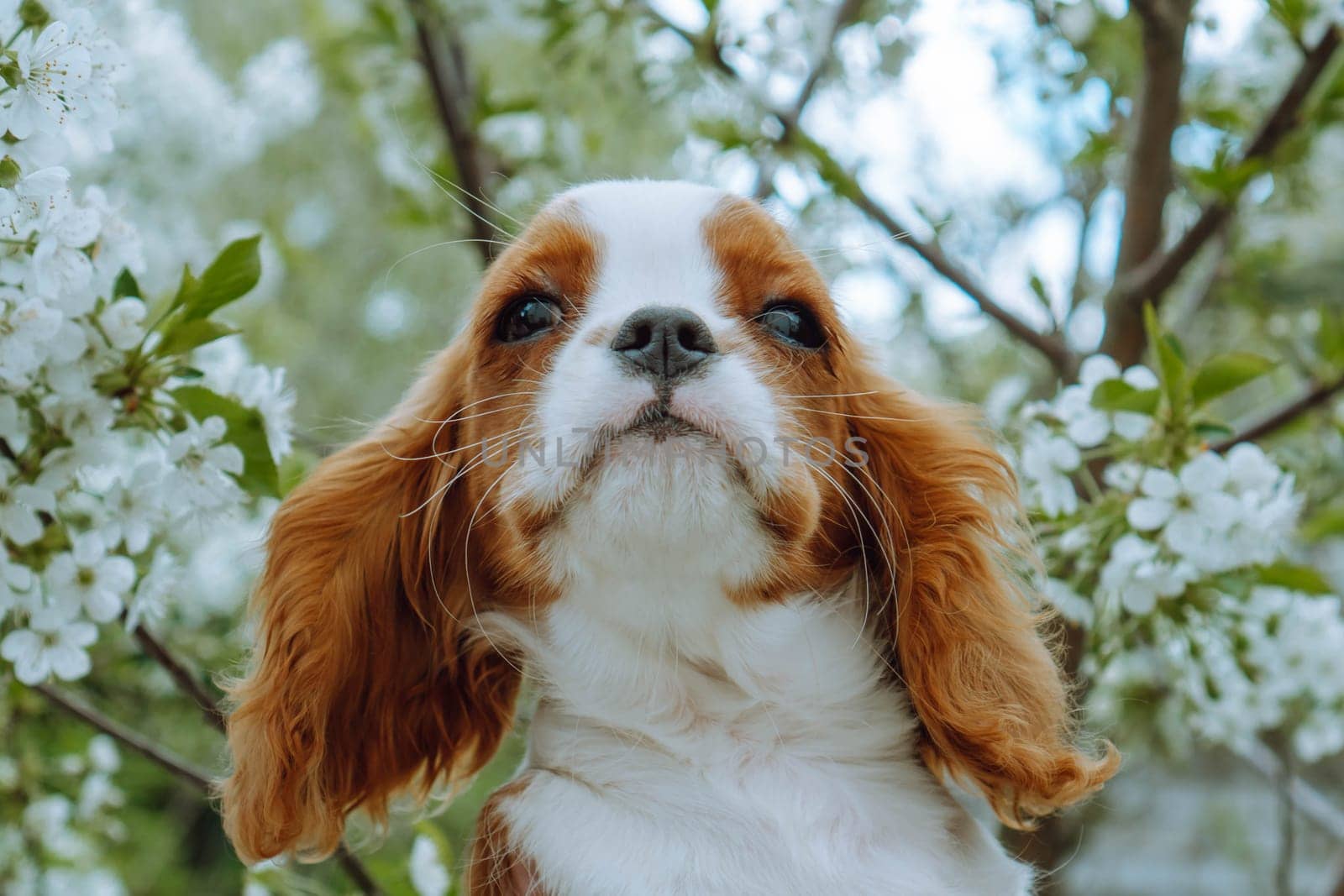 Pets. Charming puppy cavalier king Charles spaniel surrounded by flowering spring tree. Color Blenheim. Raising and caring for puppies. Feeding dogs. Friendship and mutual understanding.