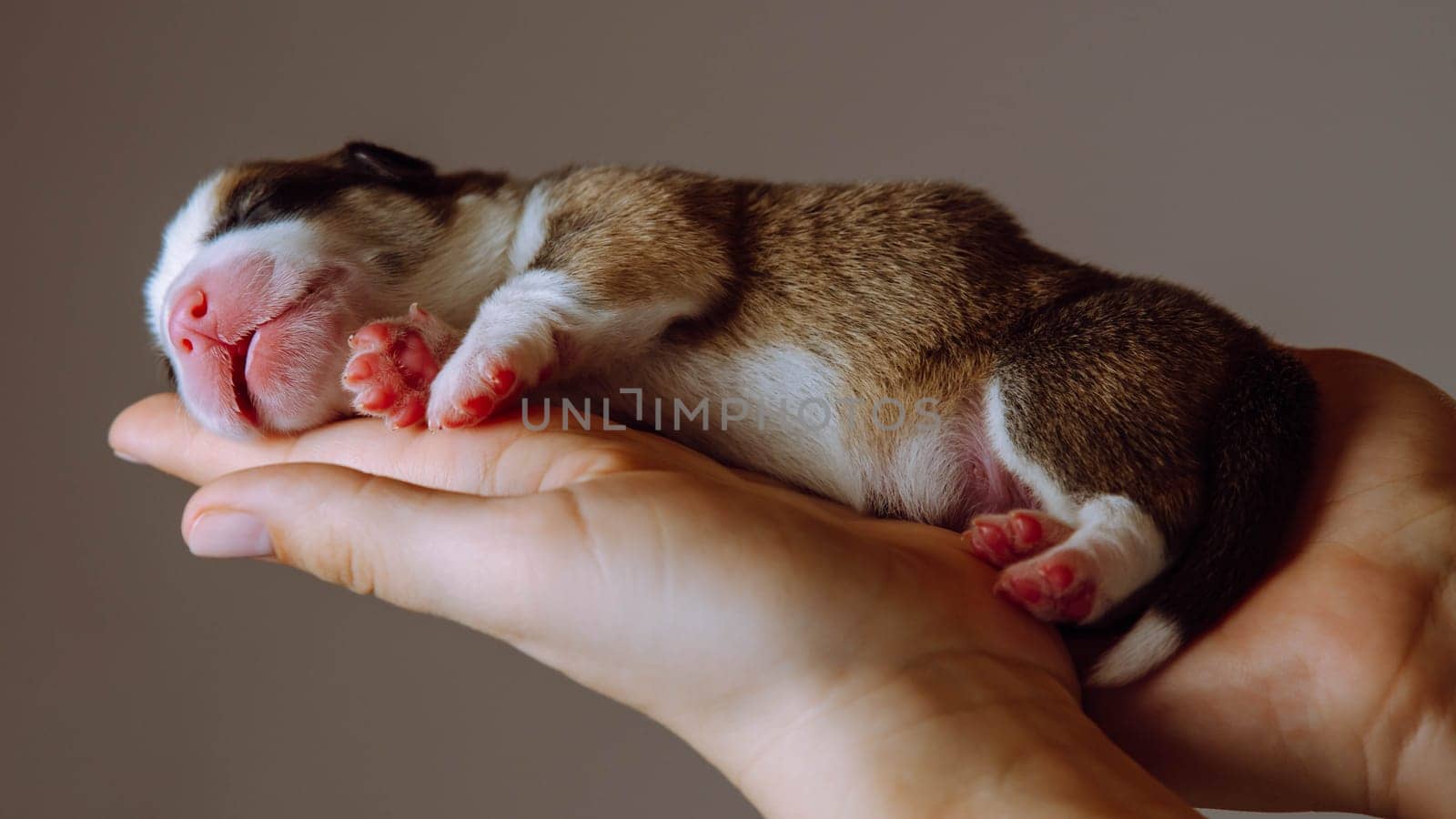 Love and tenderness. Touching paws and nose are shown by newborn Welsh corgi puppy, who sleeps on palms of his mistress. Brown background. Keeping and feeding pets. Dog breeding. Veterinary care.