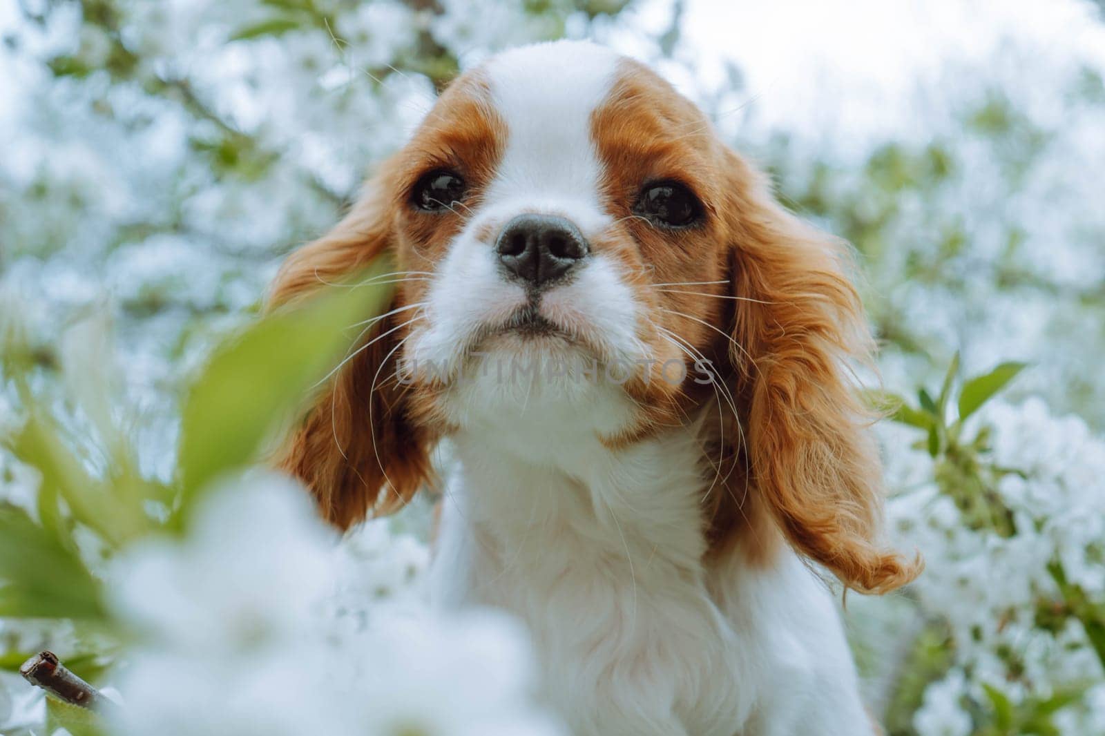 Dogs in nature. Charming puppy cavalier king Charles spaniel surrounded byblooming spring tree. Color Blenheim. Raising and caring for puppies. Feeding dogs. Friendship and mutual understanding.