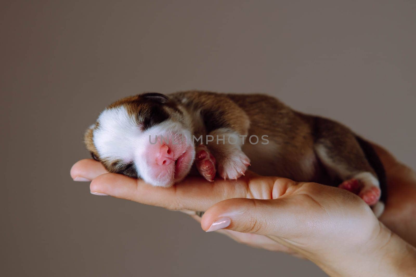 Newborn puppies. Touching paws and nose are shown by newborn Welsh corgi puppy, who sleeps on palms of his mistress .Brown background. Keeping and feeding pets. Veterinary care during childbirth.