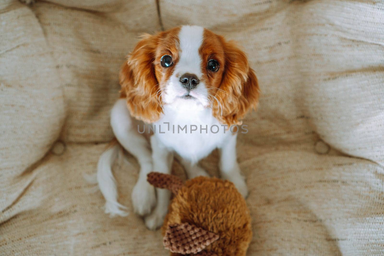 Adorable puppy cavalier king Charles spaniel color Blenheim sitting comfortably at home in rattan chair with his toy and looking up. Purebred puppies. Breeding and rearing of puppies. Puppy food.