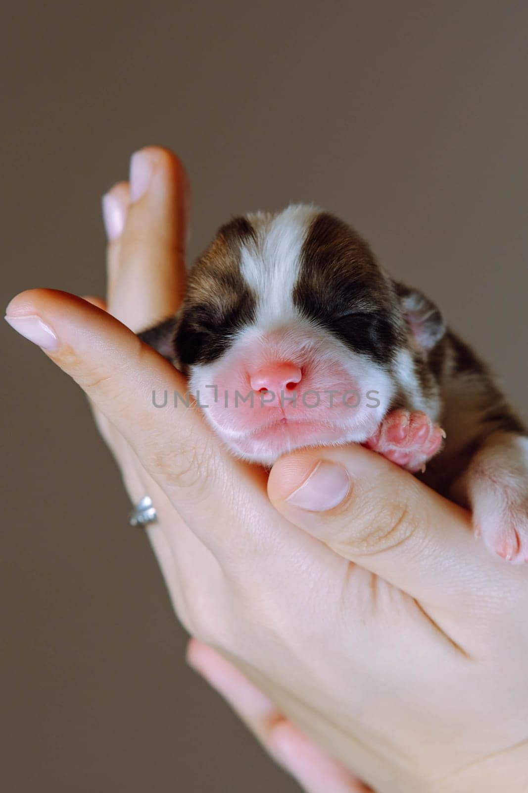 Miracle of birth. Newborn Welsh corgi puppy sleeps sweetly and serenely on palms of his mistress. Brown background. Keeping and feeding pets. Veterinary care during childbirth. Dog breeding.