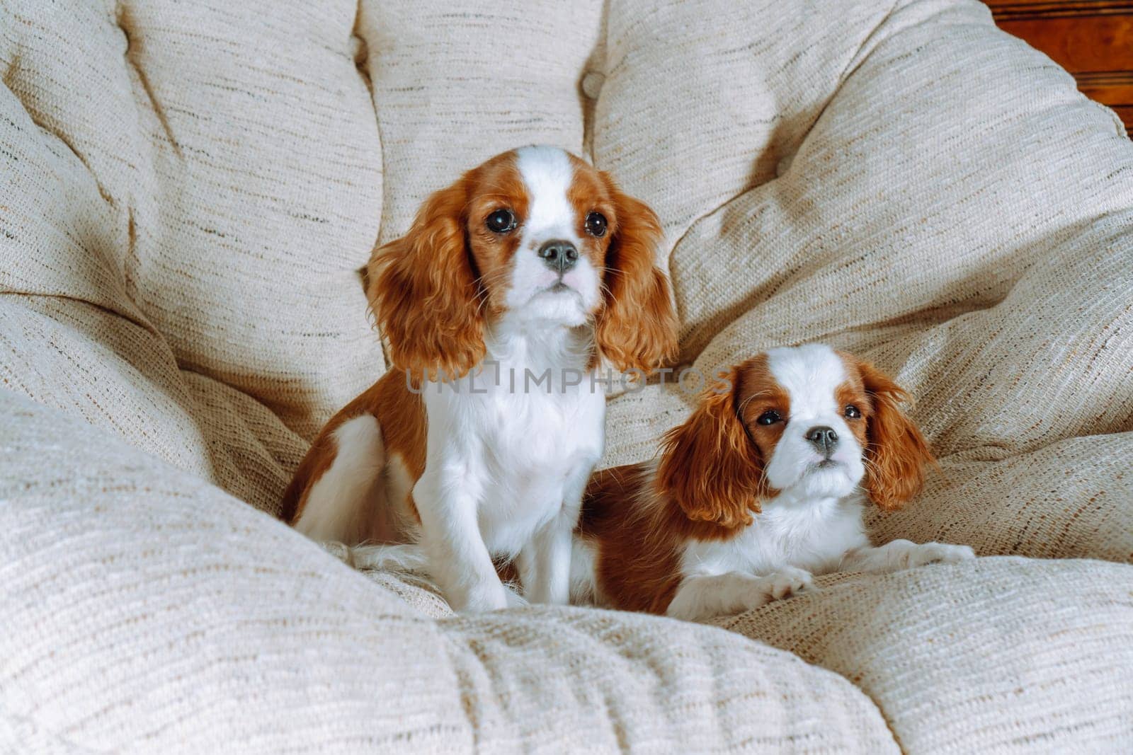 Two puppies of cavalier King Charles spaniel are comfortably ensconced in large round armchair at home. Color Blenheim. Breeding and rearing of puppies. Puppy food. Pets. Thoroughbred dogs.