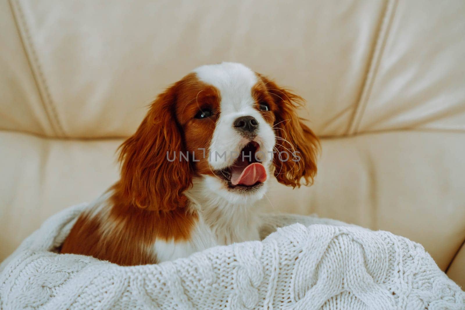 Cavalier King Charles spaniel puppy yawns sweetly at home, sticking out his tongue, waking up at home in soft white knitted blanket. Color Blenheim. Breeding and rearing of puppies. Puppy food.