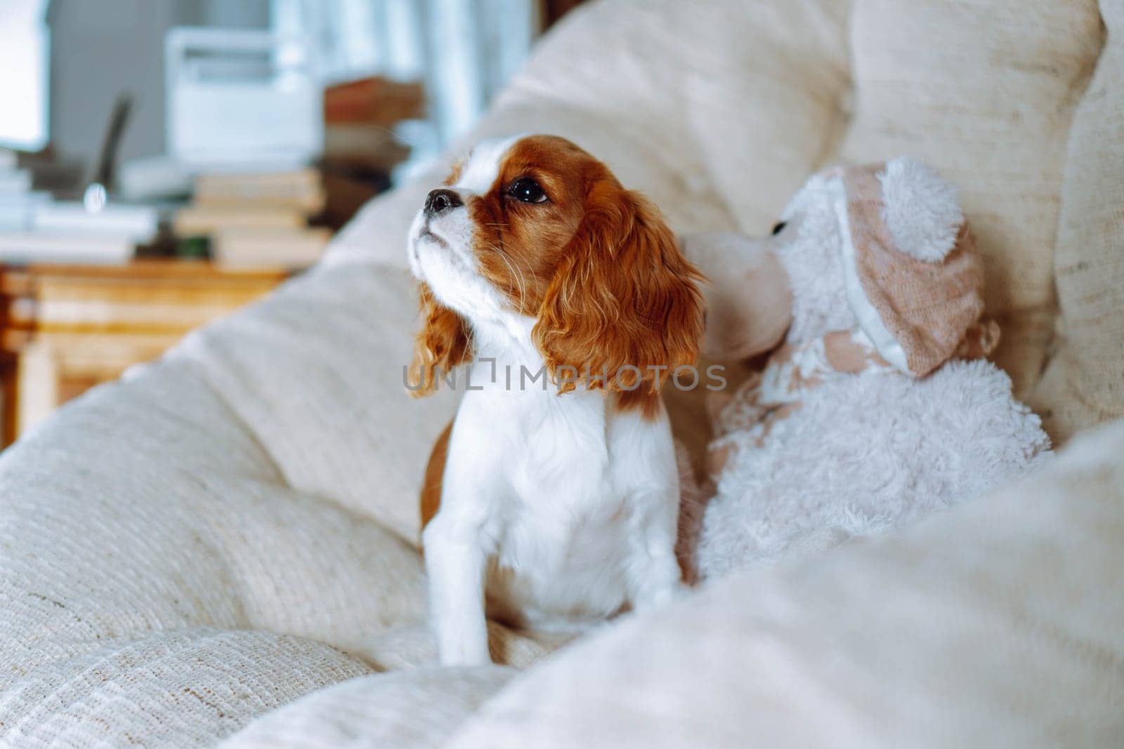Purebred puppies. Beautiful puppy cavalier King Charles spaniel color Blenheim sitting comfortably at home in light rattan chair with his toy and looking up. Breeding of puppies. Puppy food.