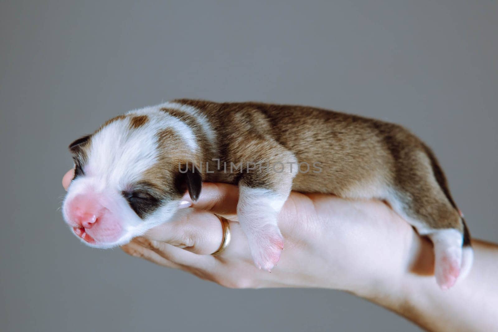 Baby puppy sleeps trustfully on palms of his mistress. Love and tenderness. Gray background. Keeping and feeding pets. Dog breeding. Veterinary care during childbirth. Welsh corgi puppies.