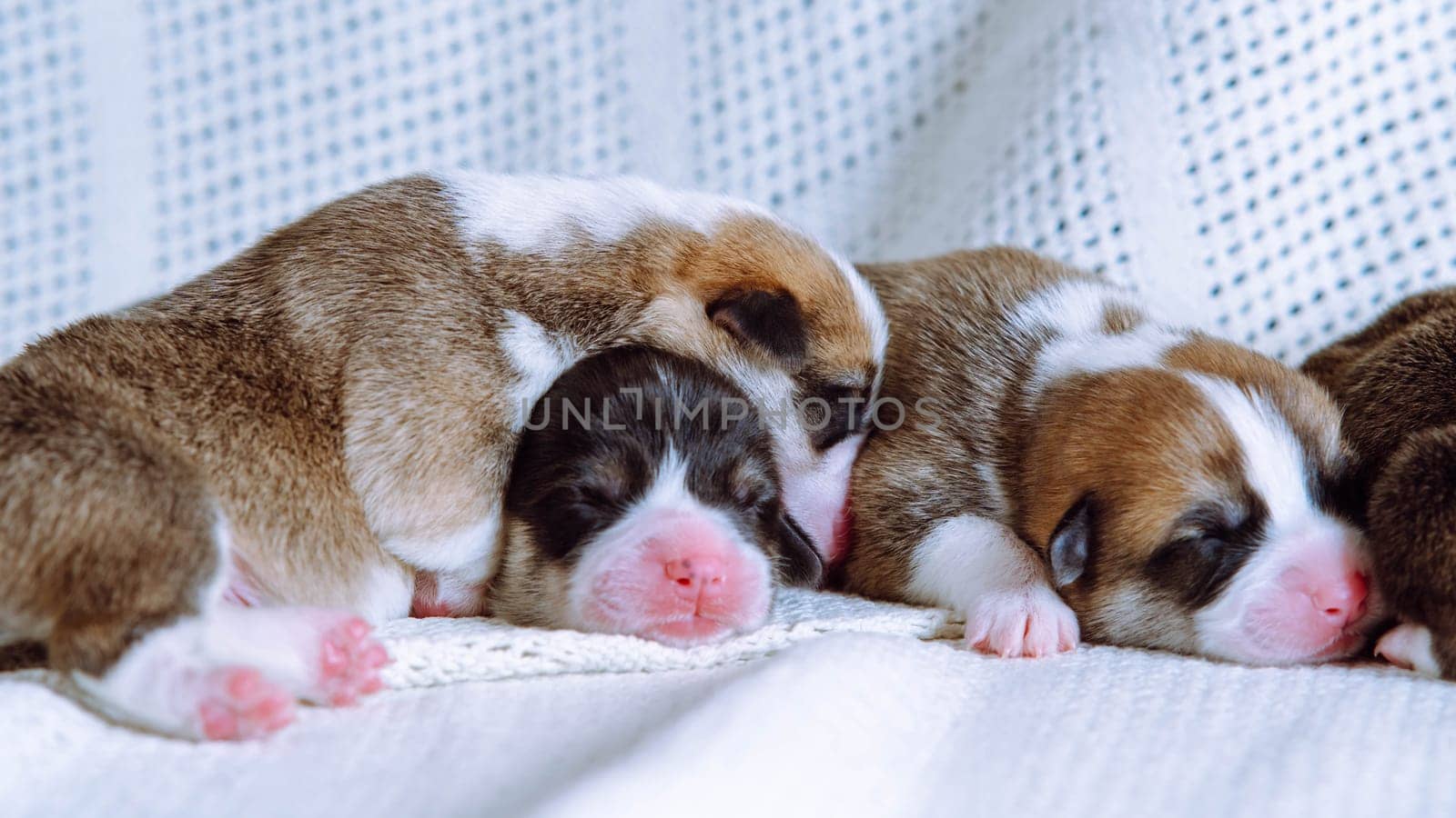 Newborn Welsh corgi puppies are sleeping sweetly on snow-white blanket at home. Keeping and feeding pets. Dog breeding. Veterinary care during childbirth. Raising puppies. Group of puppies.