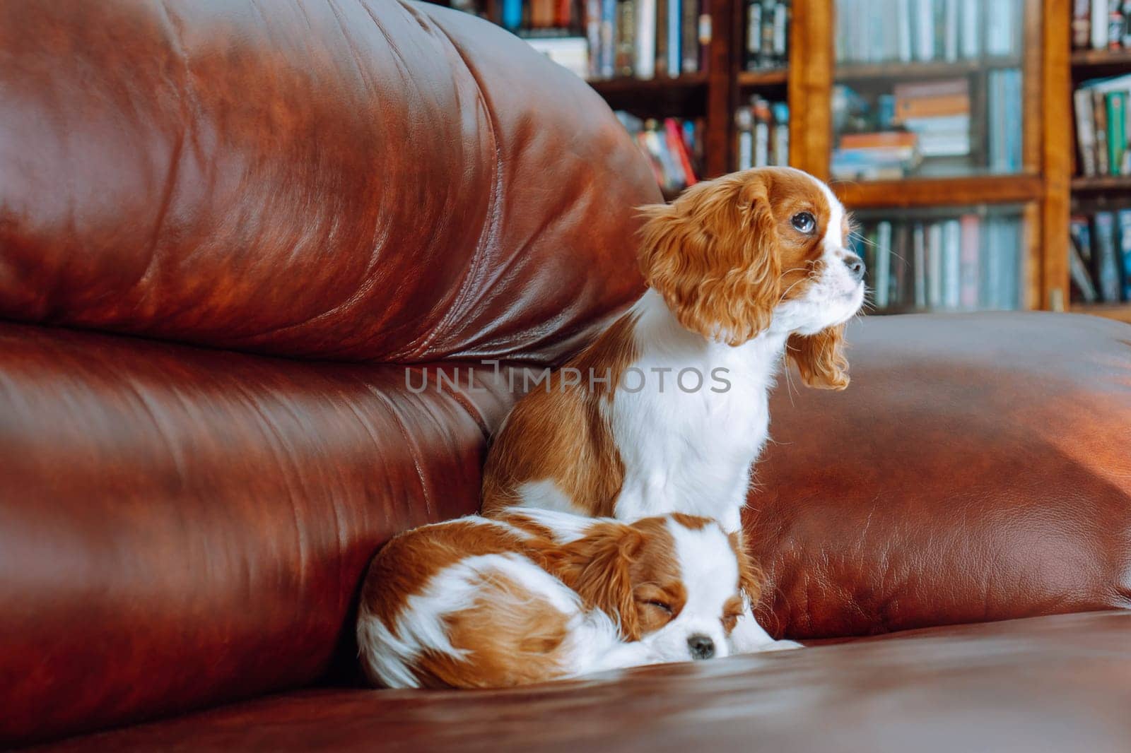 Purebred puppies. Two beautiful puppy cavalier King Charles spaniel color Blenheim sitting comfortably at home on brown leather sofa. Breeding and rearing of puppies. Puppy food.