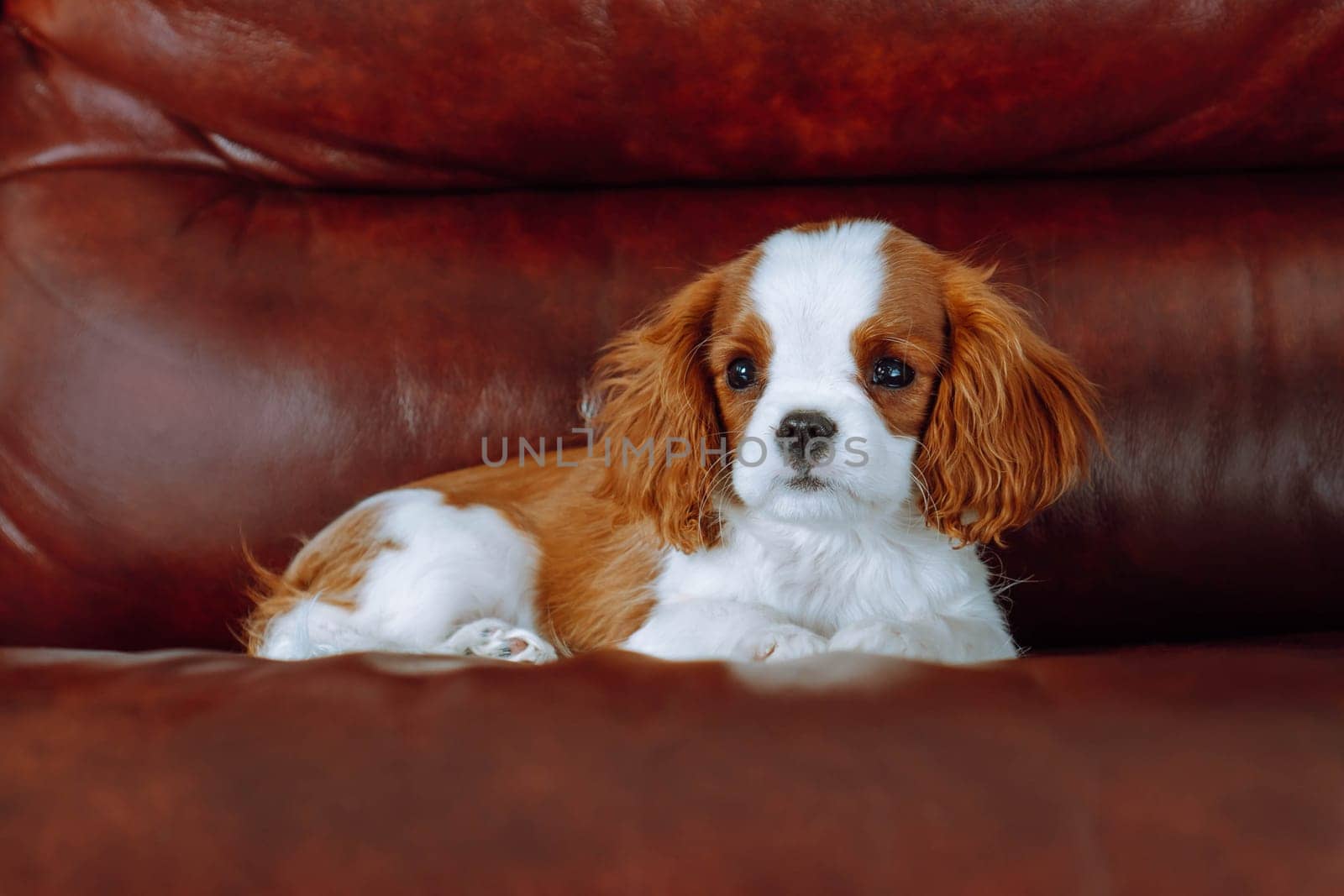 Pets. Charming puppy cavalier King Charles spaniel color Blenheim lies comfortably at home in brown leather armchair. Purebred puppies. Breeding and rearing of puppies. Puppy food.
