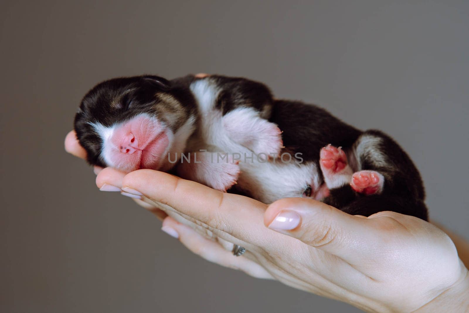 Comfort and safety. Newborn Welsh corgi puppy sleeps sweetly and serenely on palms of his mistress. Gray-brown background. Keeping and feeding pets. Veterinary care during childbirth. Breeding dogs.