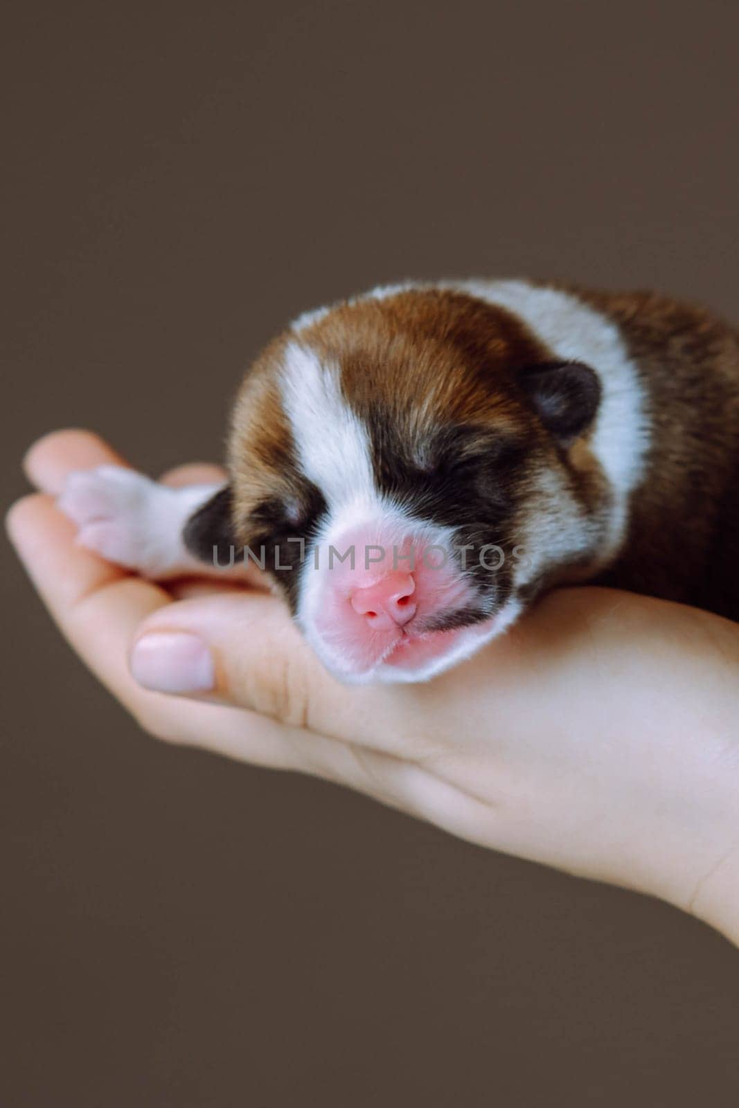 Close-up of muzzle of small puppy. Newborn Welsh corgi puppy sleeps sweetly and serenely on palms of his mistress. Brown background. Keeping and feeding pets. Veterinary care during childbirth.