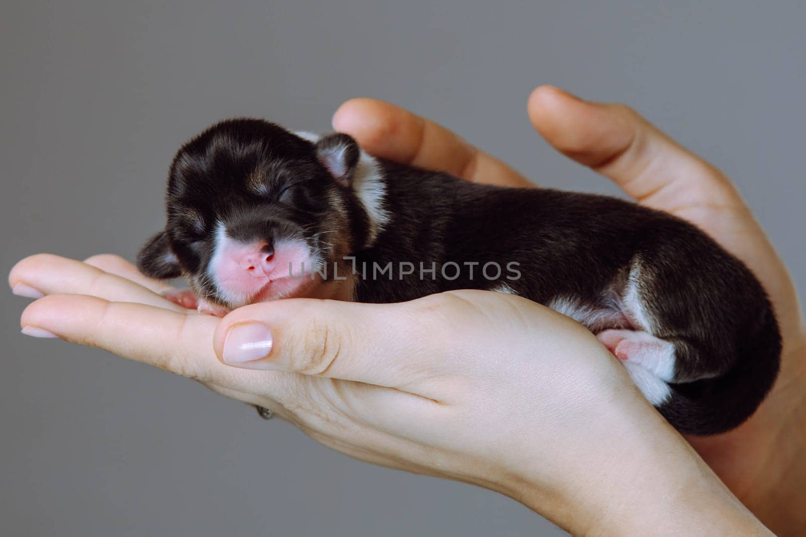 Close-up of small charming newborn Welsh corgi puppy lying comfortably in women's arms. Gray background. Keeping and feeding pets. Veterinary care during childbirth. Breeding and caring for dogs.