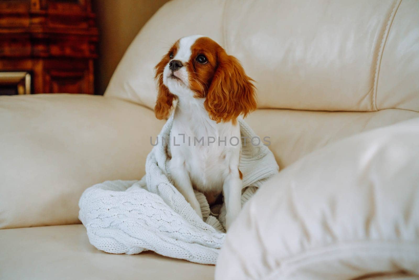 Very beautiful puppy cavalier king Charles spaniel sitting comfortably at home in light armchair on knitted white plaid and looking up. Purebred puppies. Breeding and rearing of puppies. Puppy food.